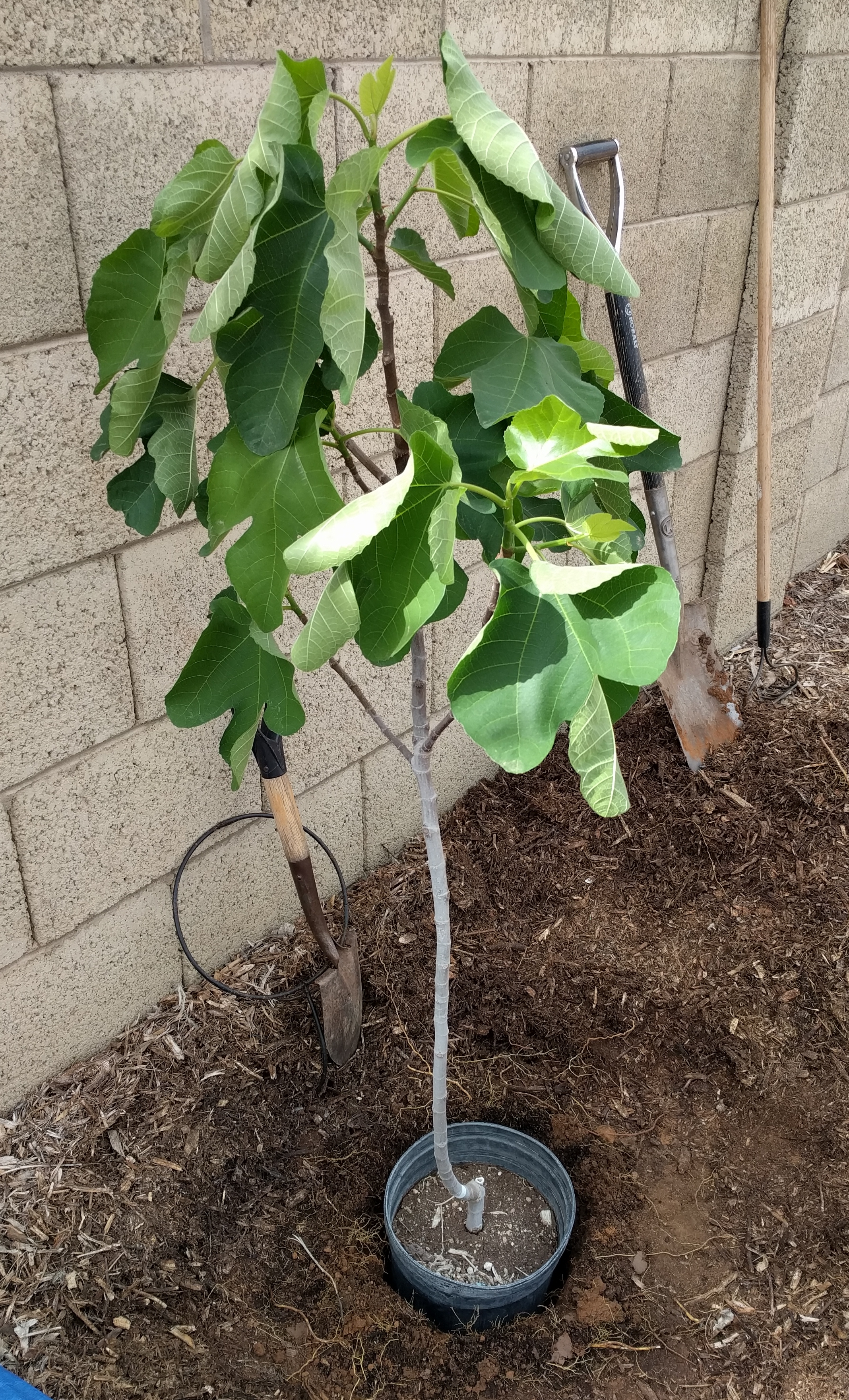 A plant, tree, bush, shrub or vine