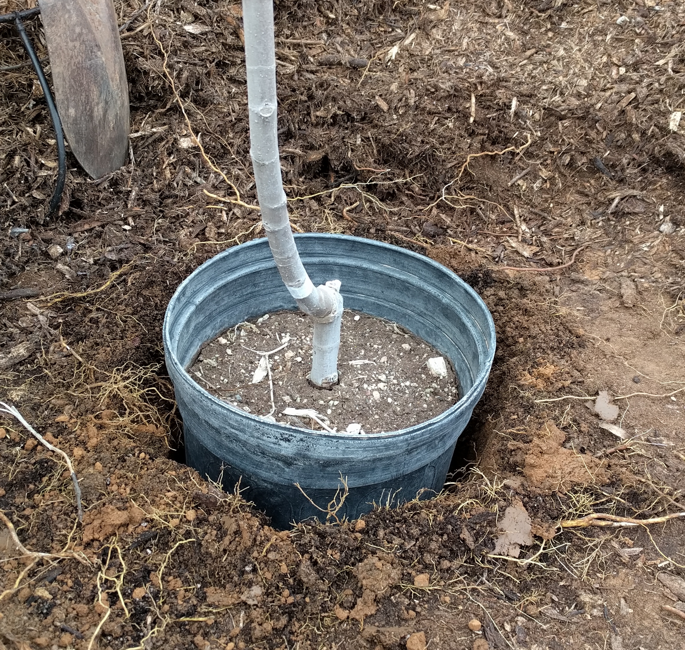 A plant, tree, bush, shrub or vine