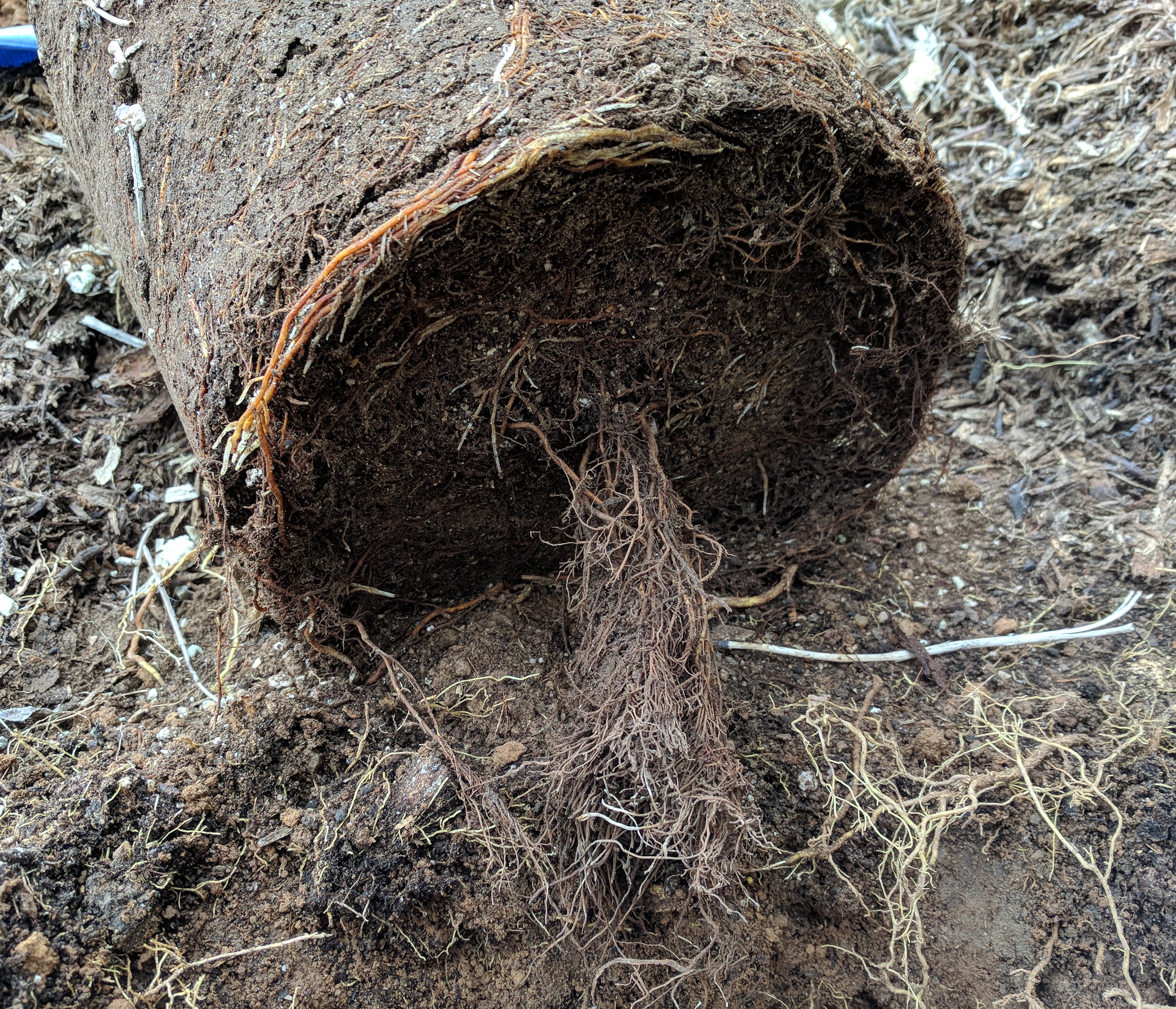 A plant, tree, bush, shrub or vine