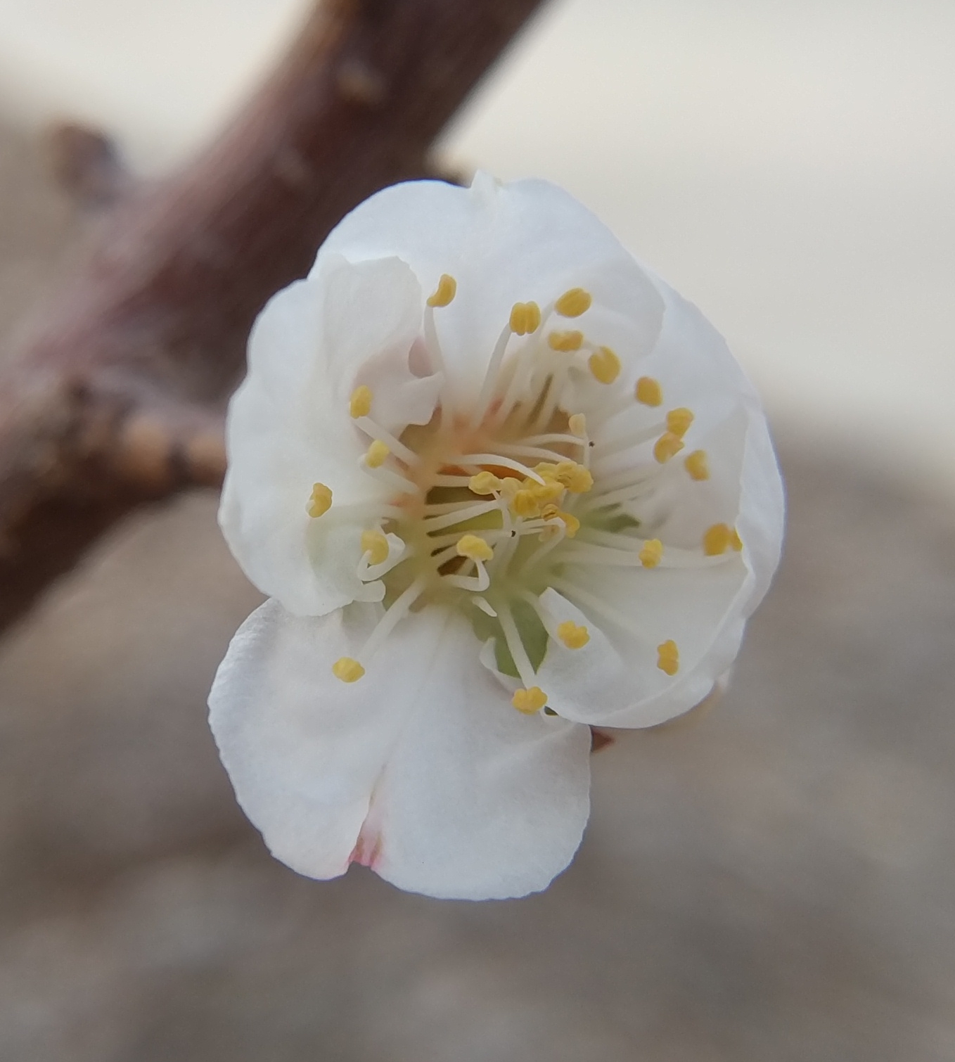A plant, tree, bush, shrub or vine