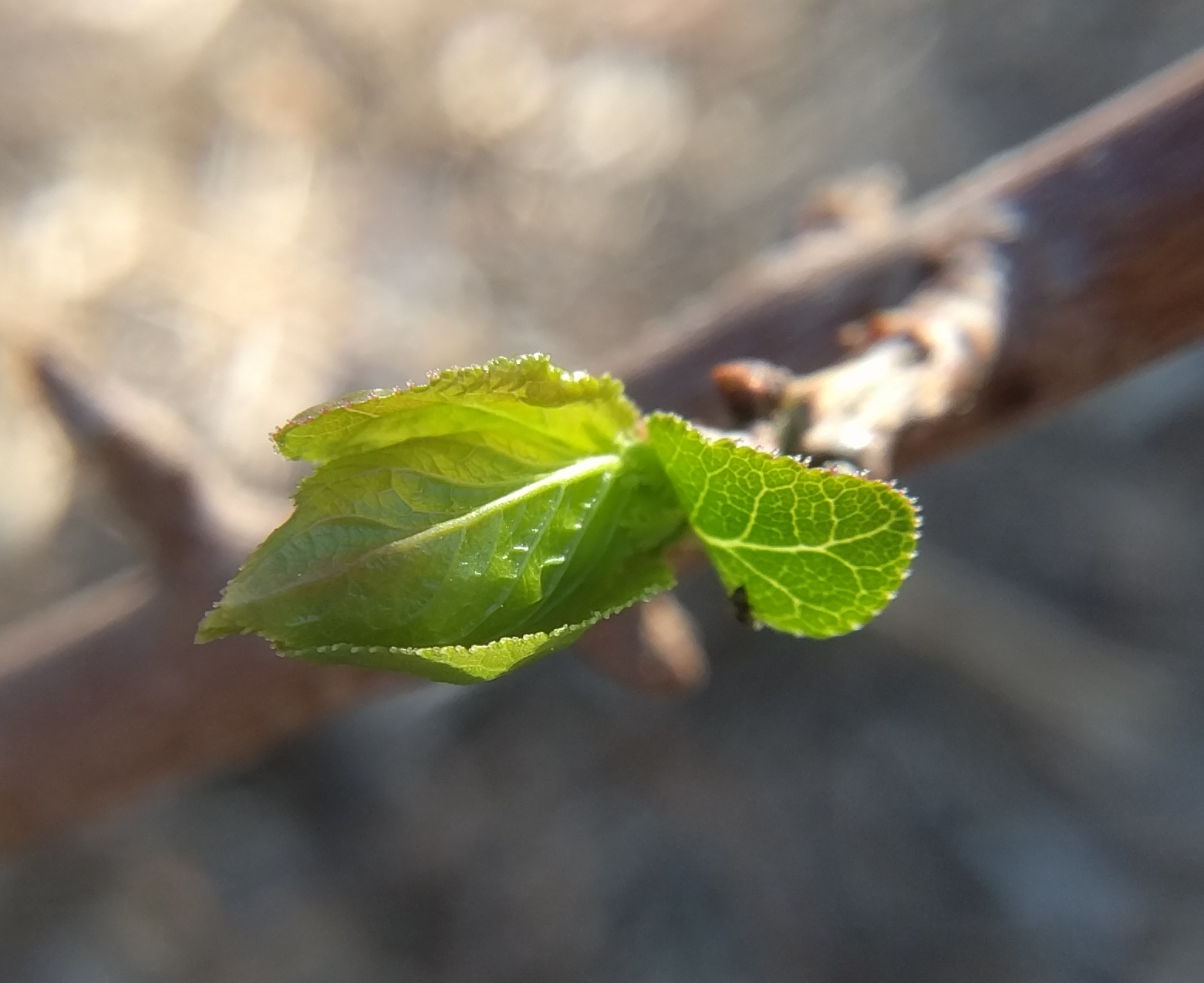 A plant, tree, bush, shrub or vine