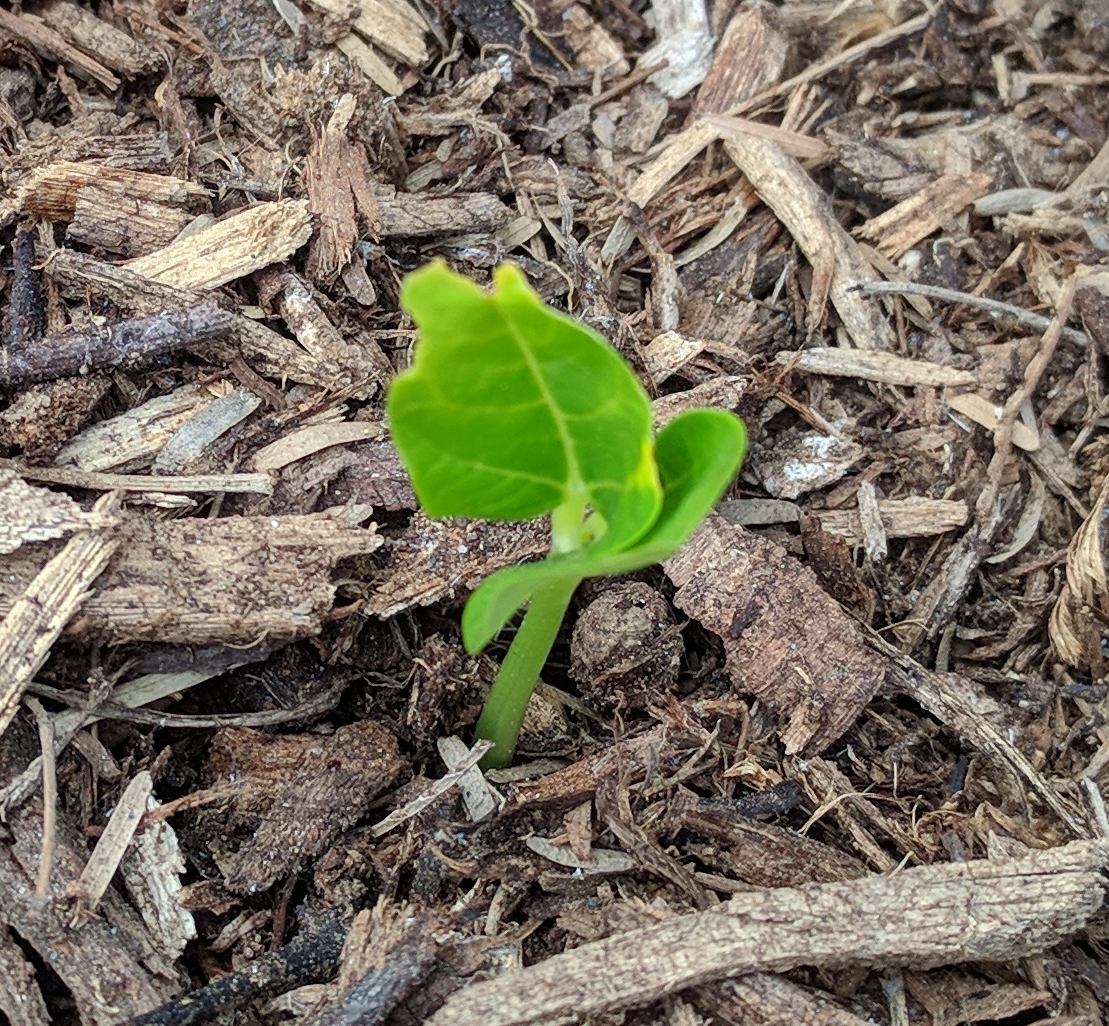 A plant, tree, bush, shrub or vine