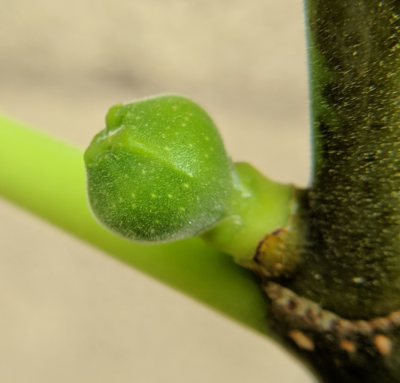 A plant, tree, bush, shrub or vine