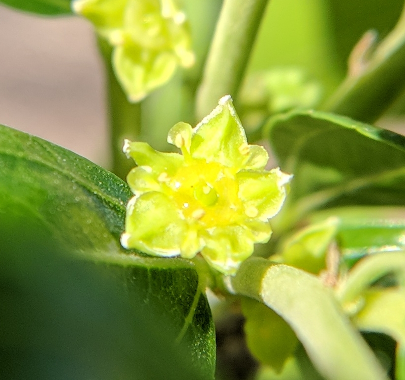 A plant, tree, bush, shrub or vine