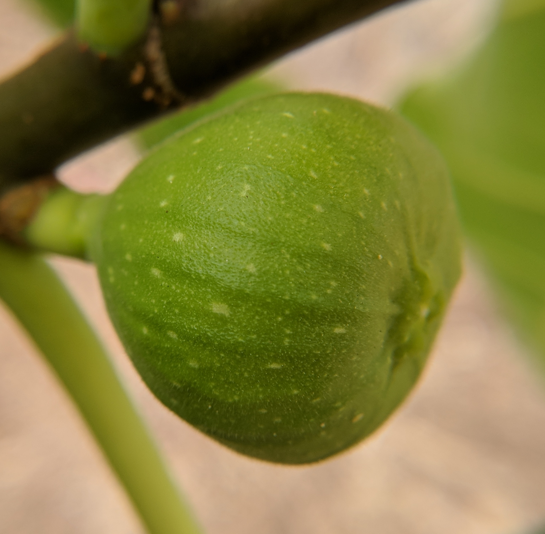 A plant, tree, bush, shrub or vine