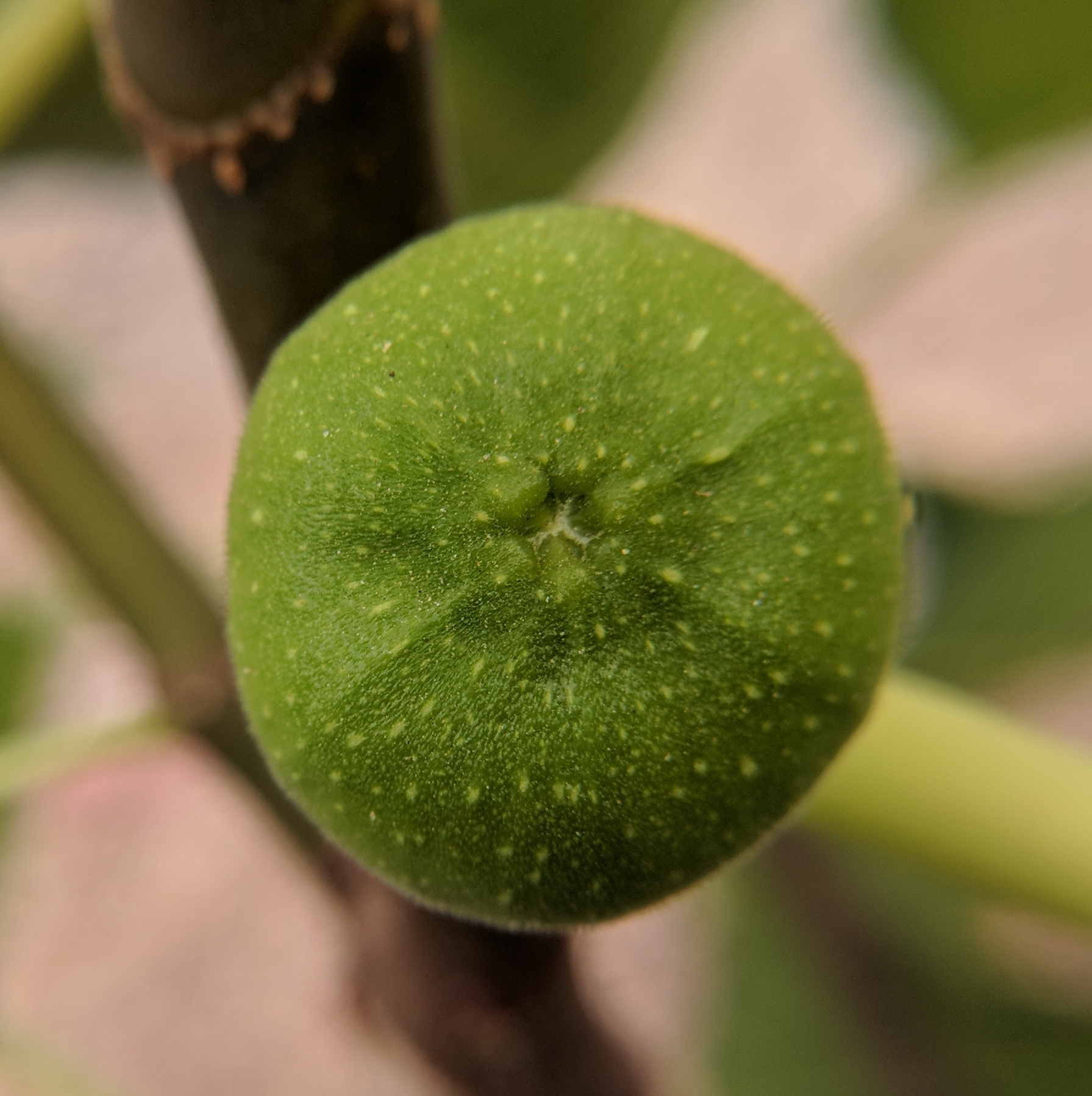 A plant, tree, bush, shrub or vine