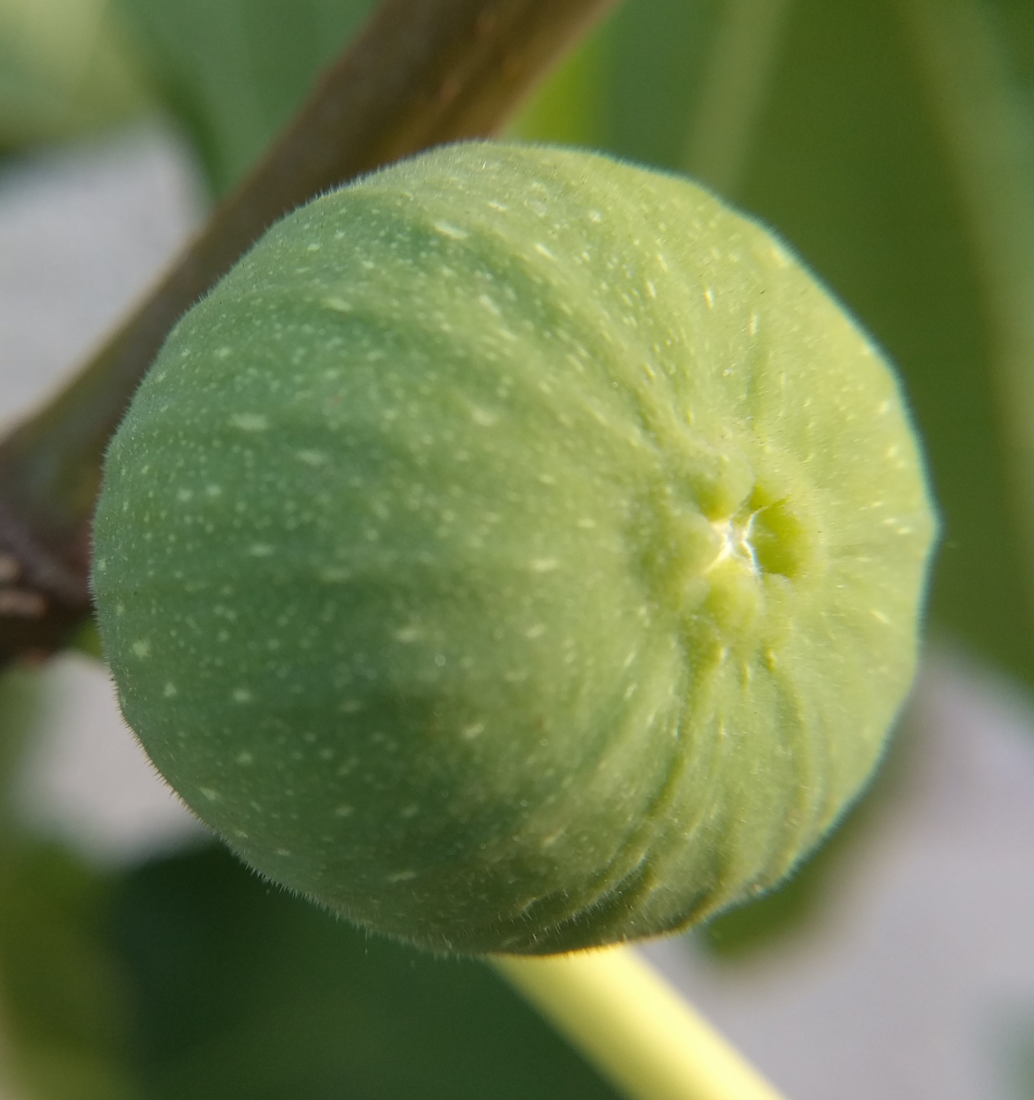 A plant, tree, bush, shrub or vine