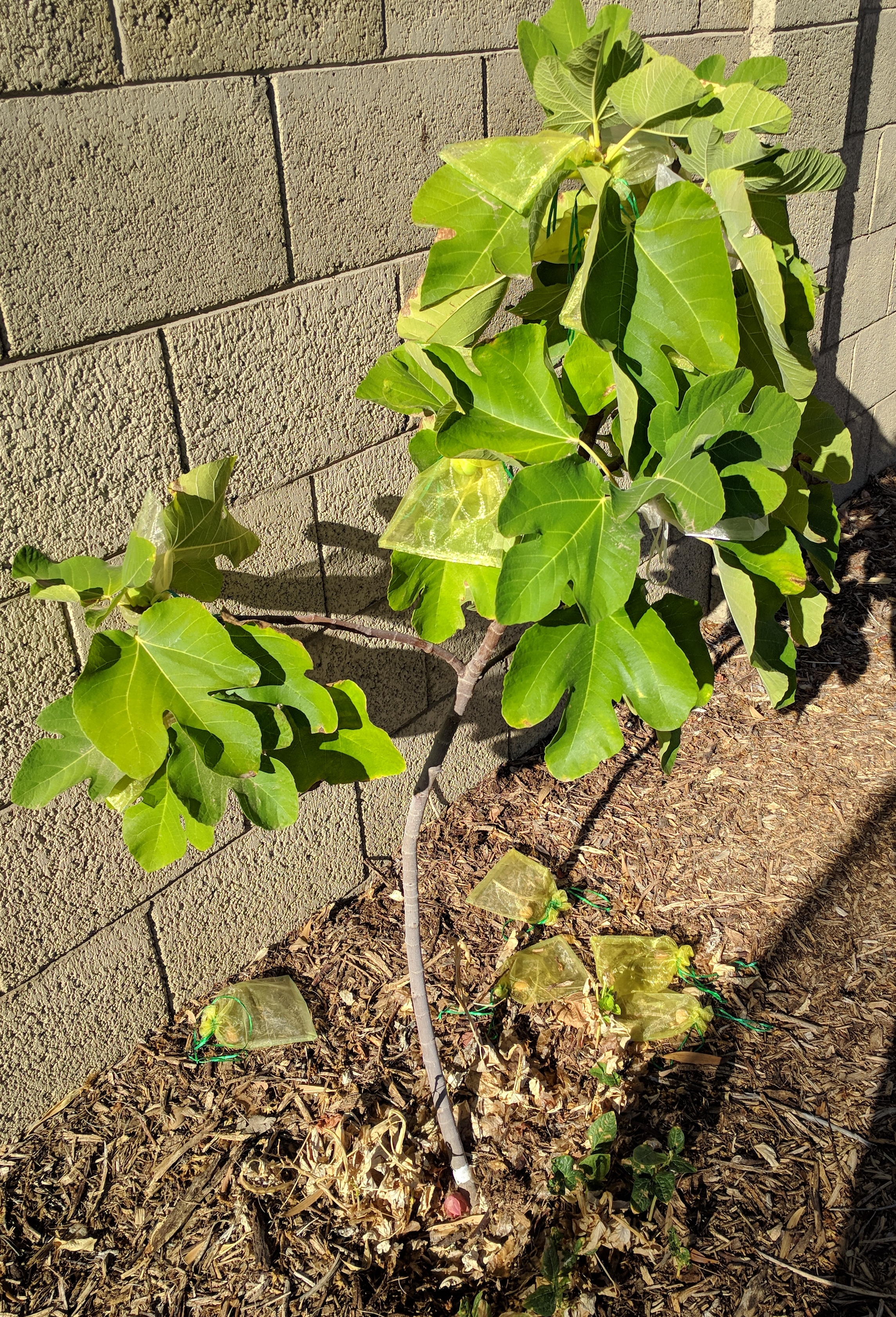 A plant, tree, bush, shrub or vine