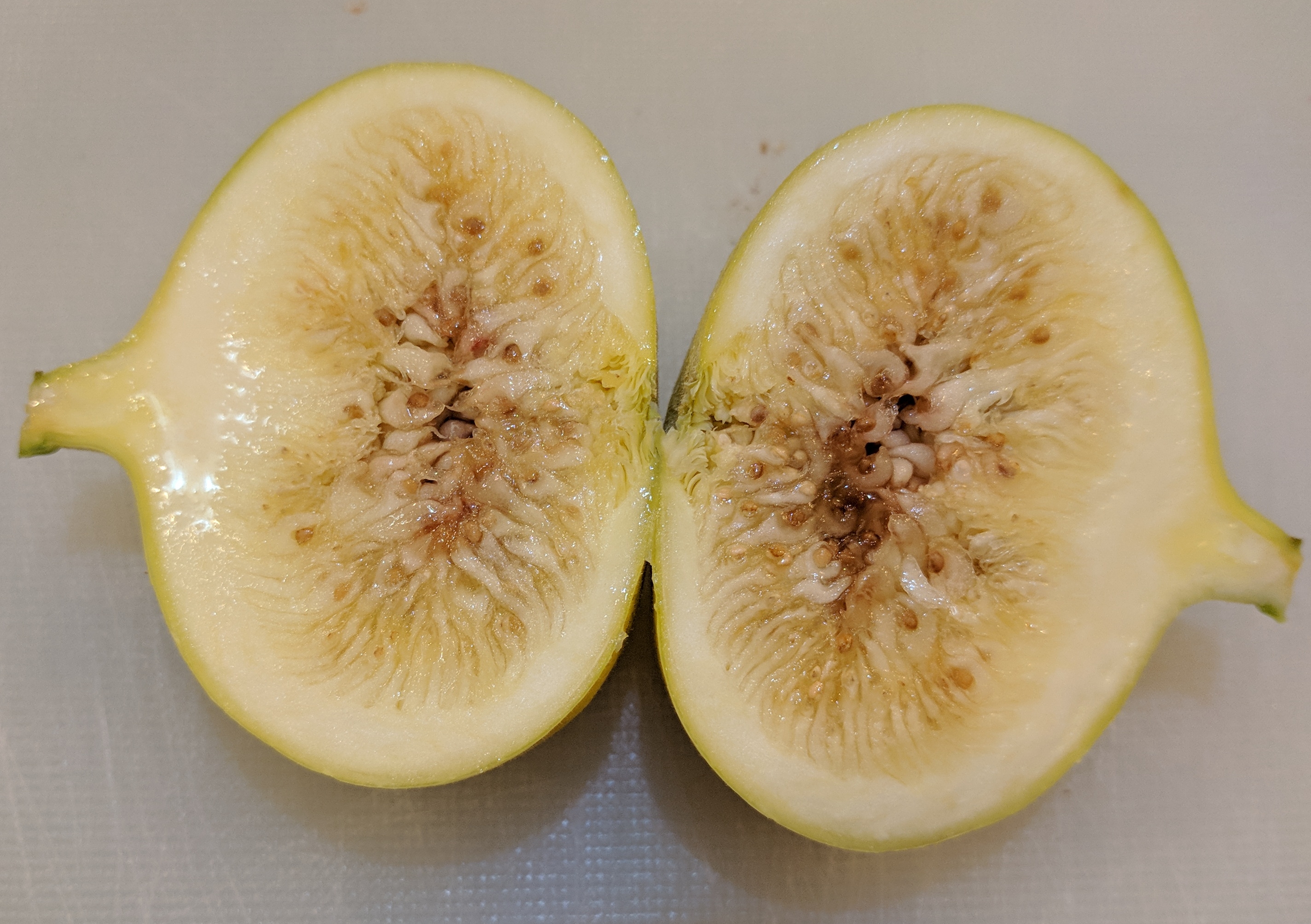 A plant, tree, bush, shrub or vine