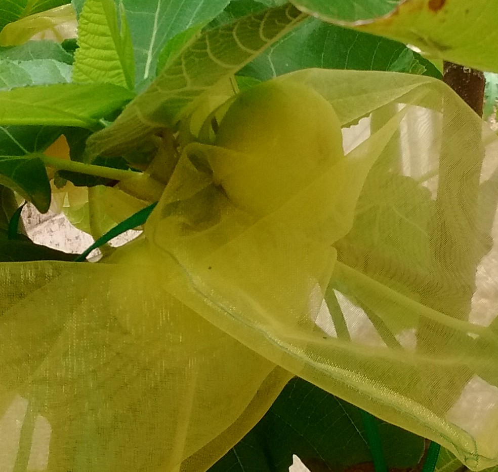 A plant, tree, bush, shrub or vine