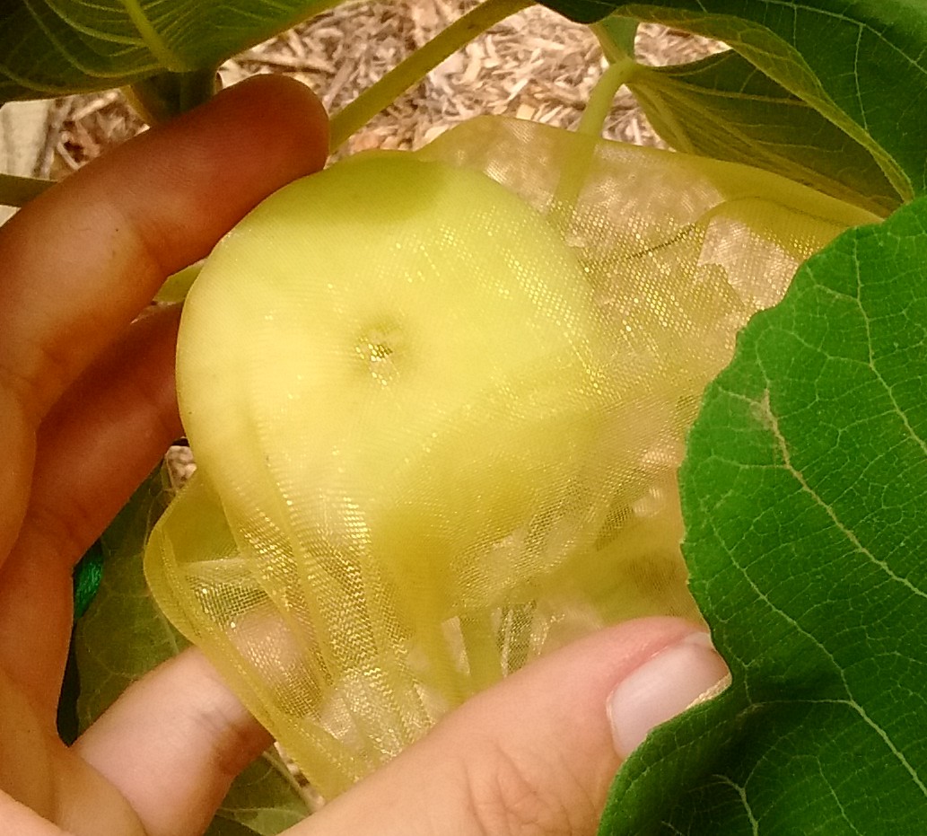 A plant, tree, bush, shrub or vine