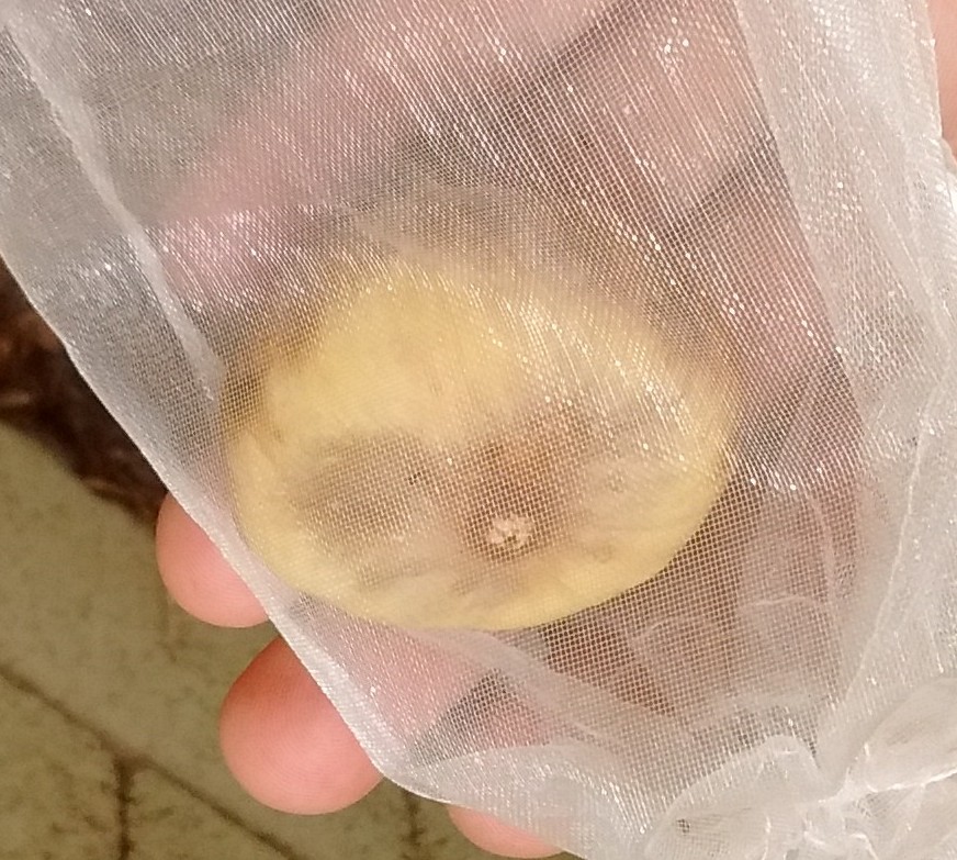 A plant, tree, bush, shrub or vine