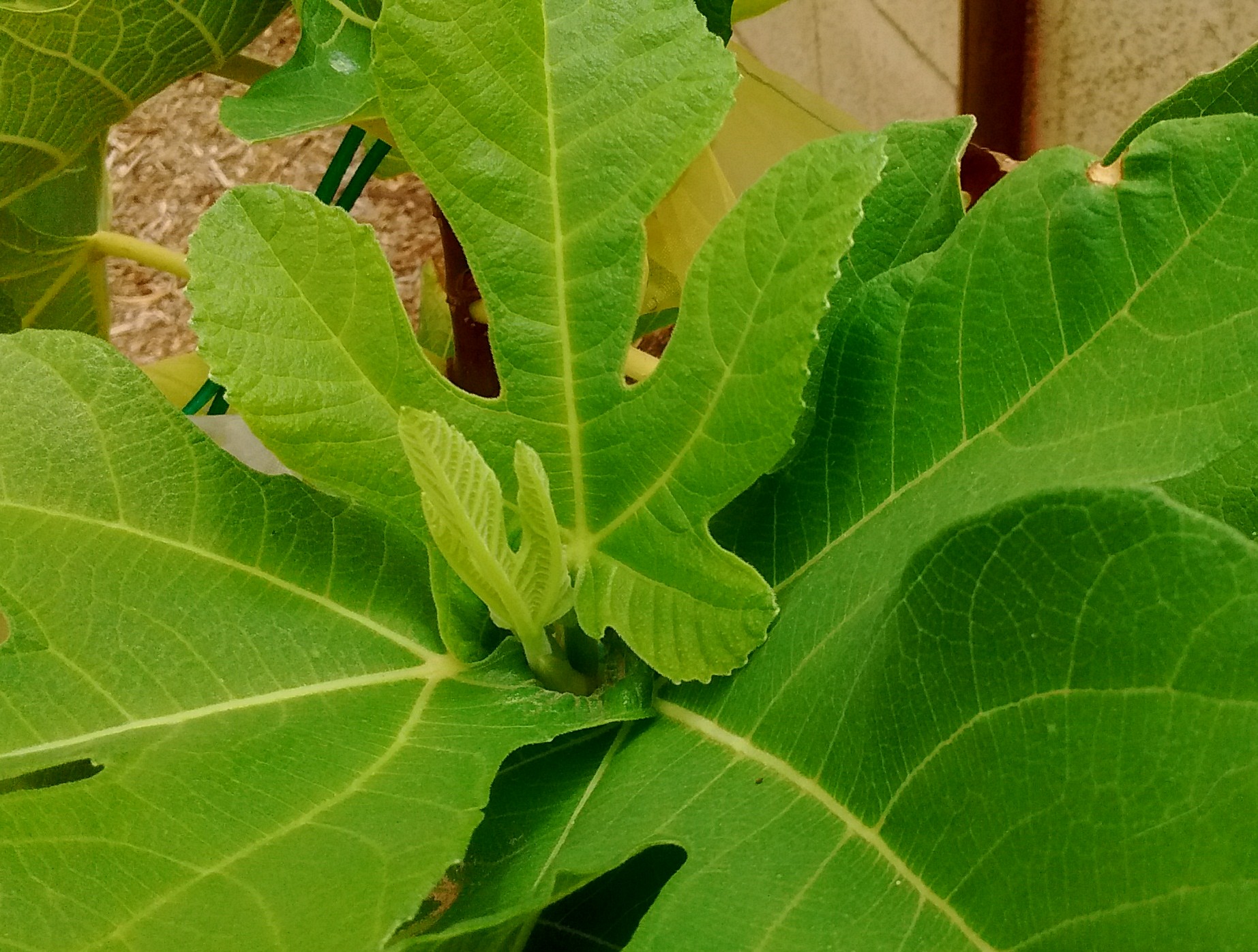 A plant, tree, bush, shrub or vine