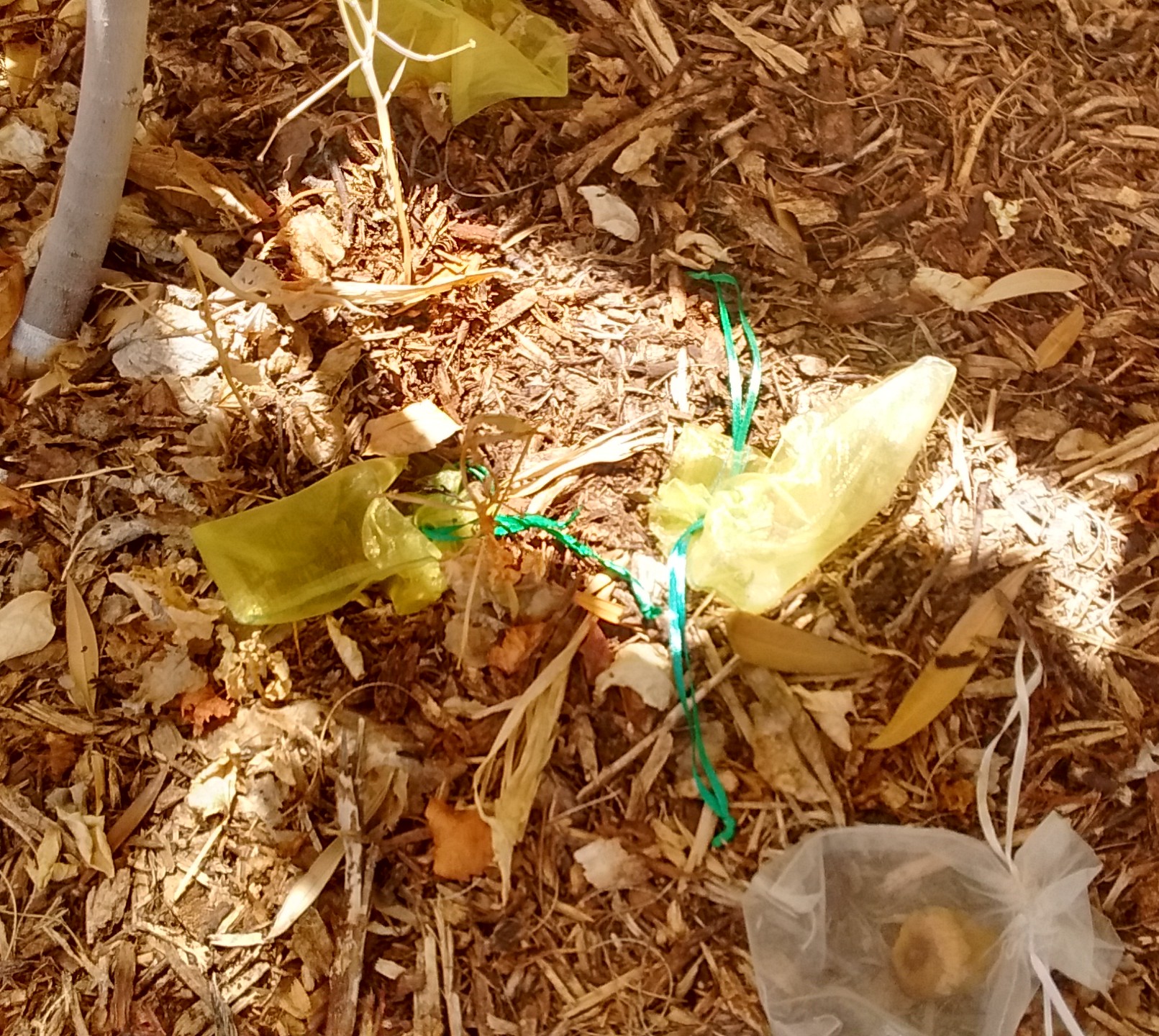 A plant, tree, bush, shrub or vine