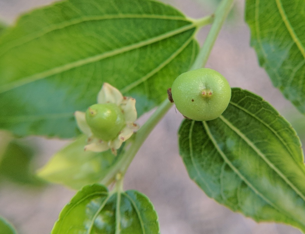 A plant, tree, bush, shrub or vine