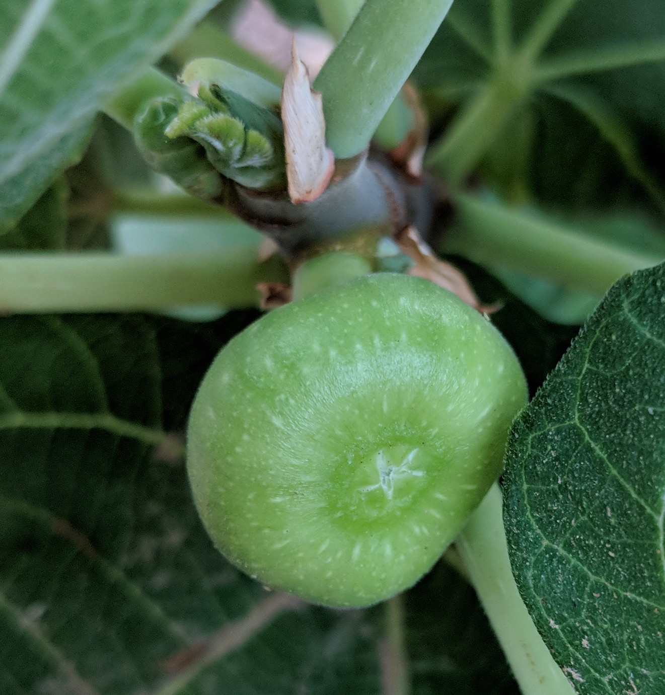 A plant, tree, bush, shrub or vine