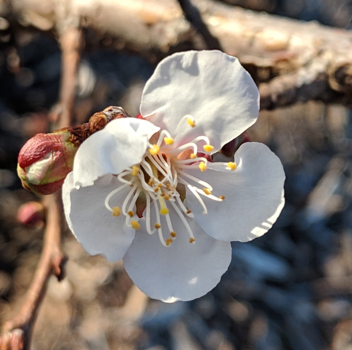 A plant, tree, bush, shrub or vine