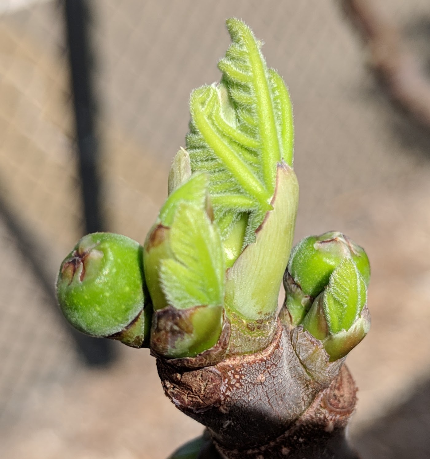 A plant, tree, bush, shrub or vine