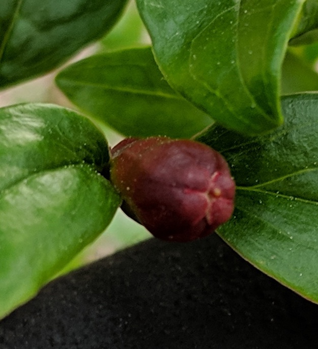 A plant, tree, bush, shrub or vine