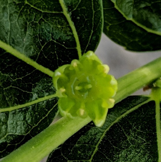 A plant, tree, bush, shrub or vine
