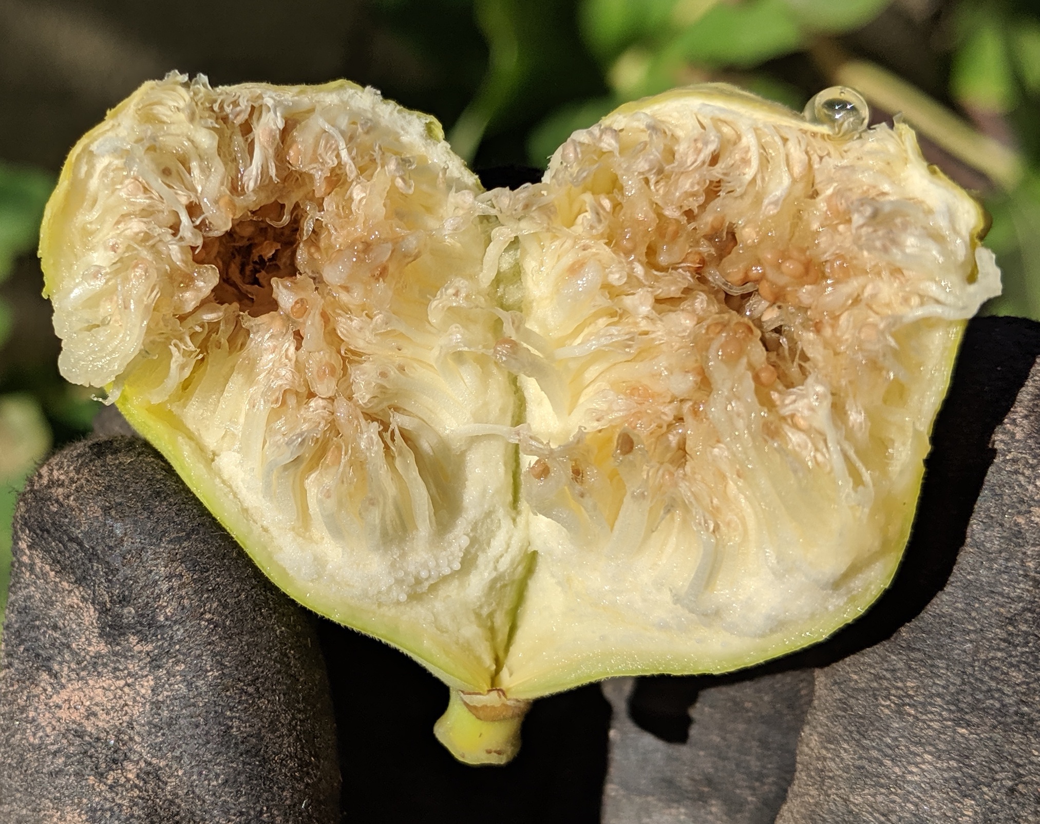 A plant, tree, bush, shrub or vine