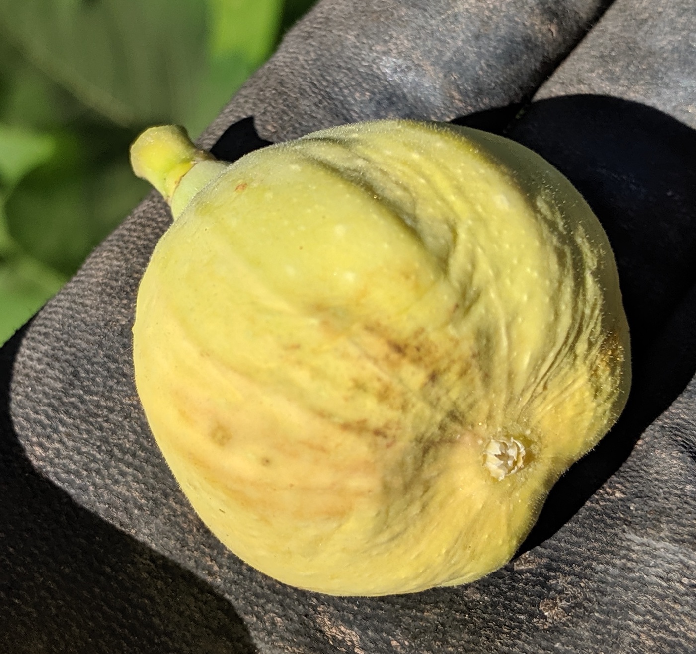 A plant, tree, bush, shrub or vine