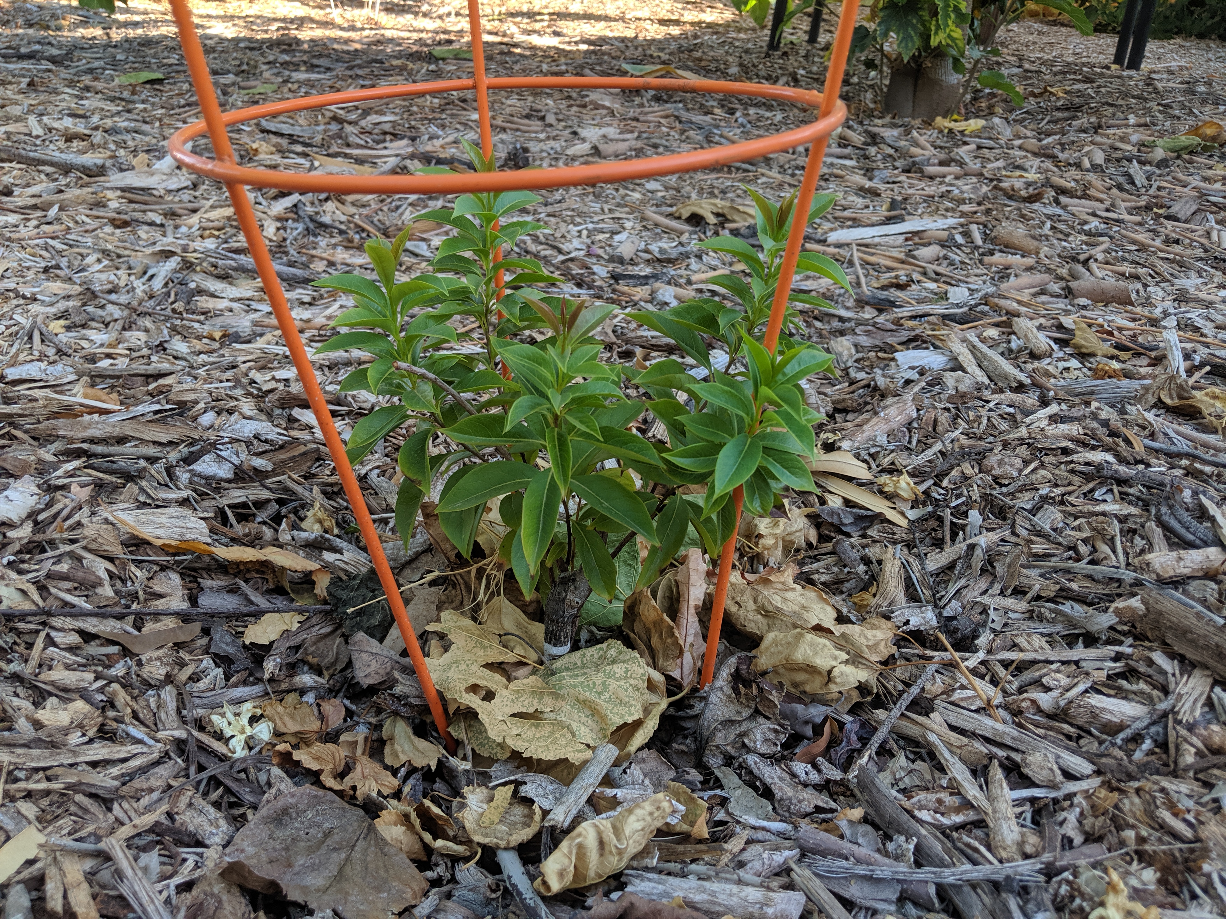 A plant, tree, bush, shrub or vine