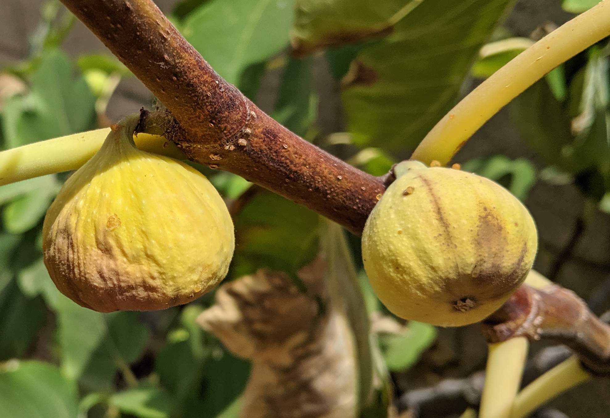 A plant, tree, bush, shrub or vine