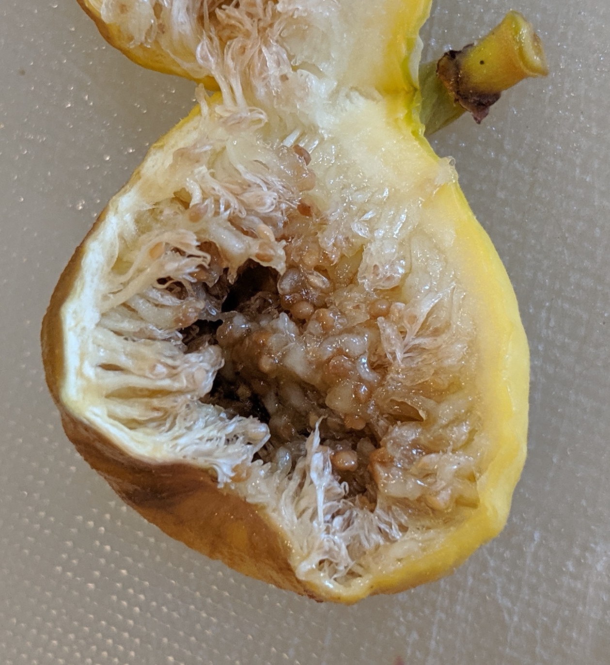 A plant, tree, bush, shrub or vine