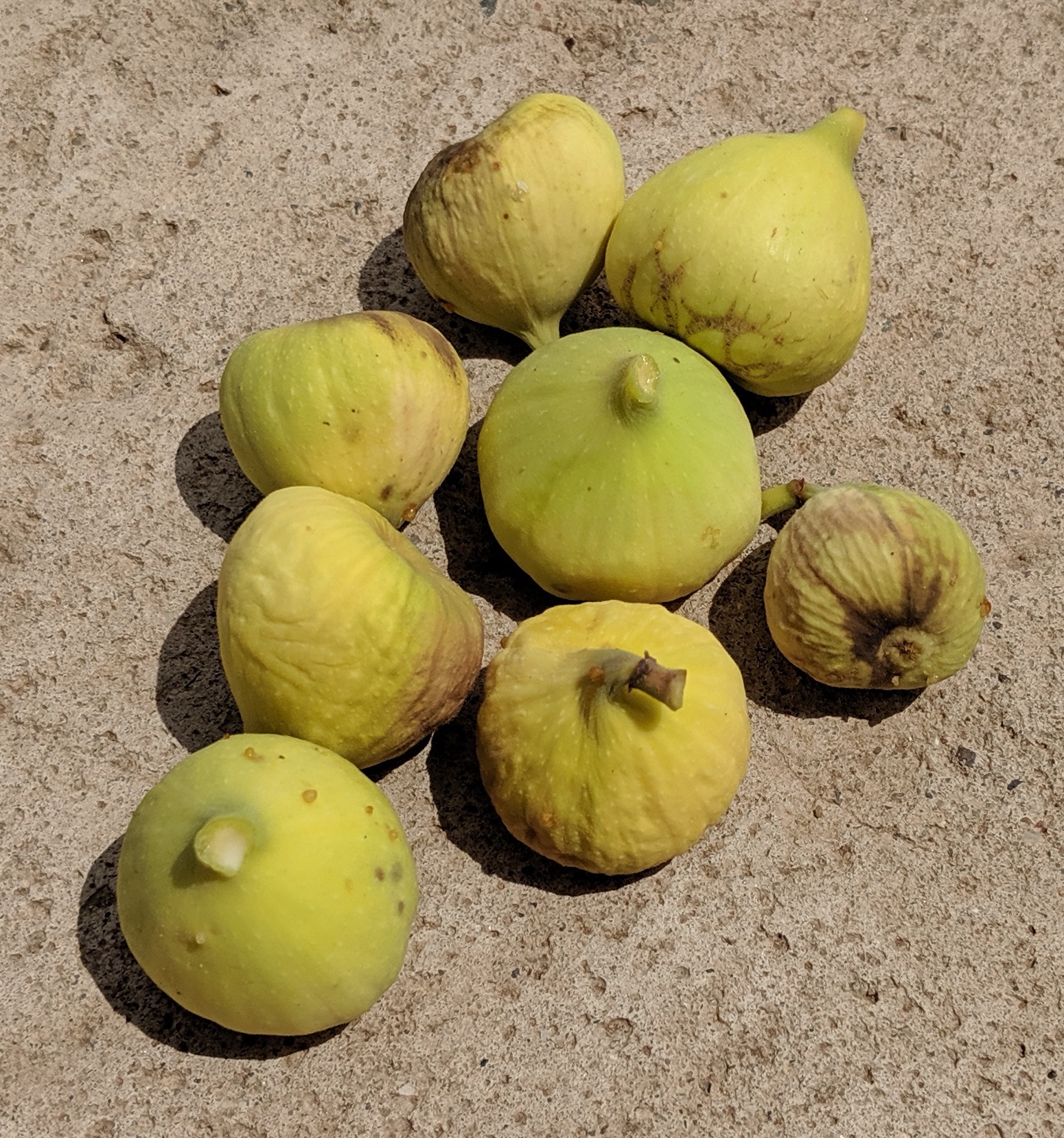 A plant, tree, bush, shrub or vine