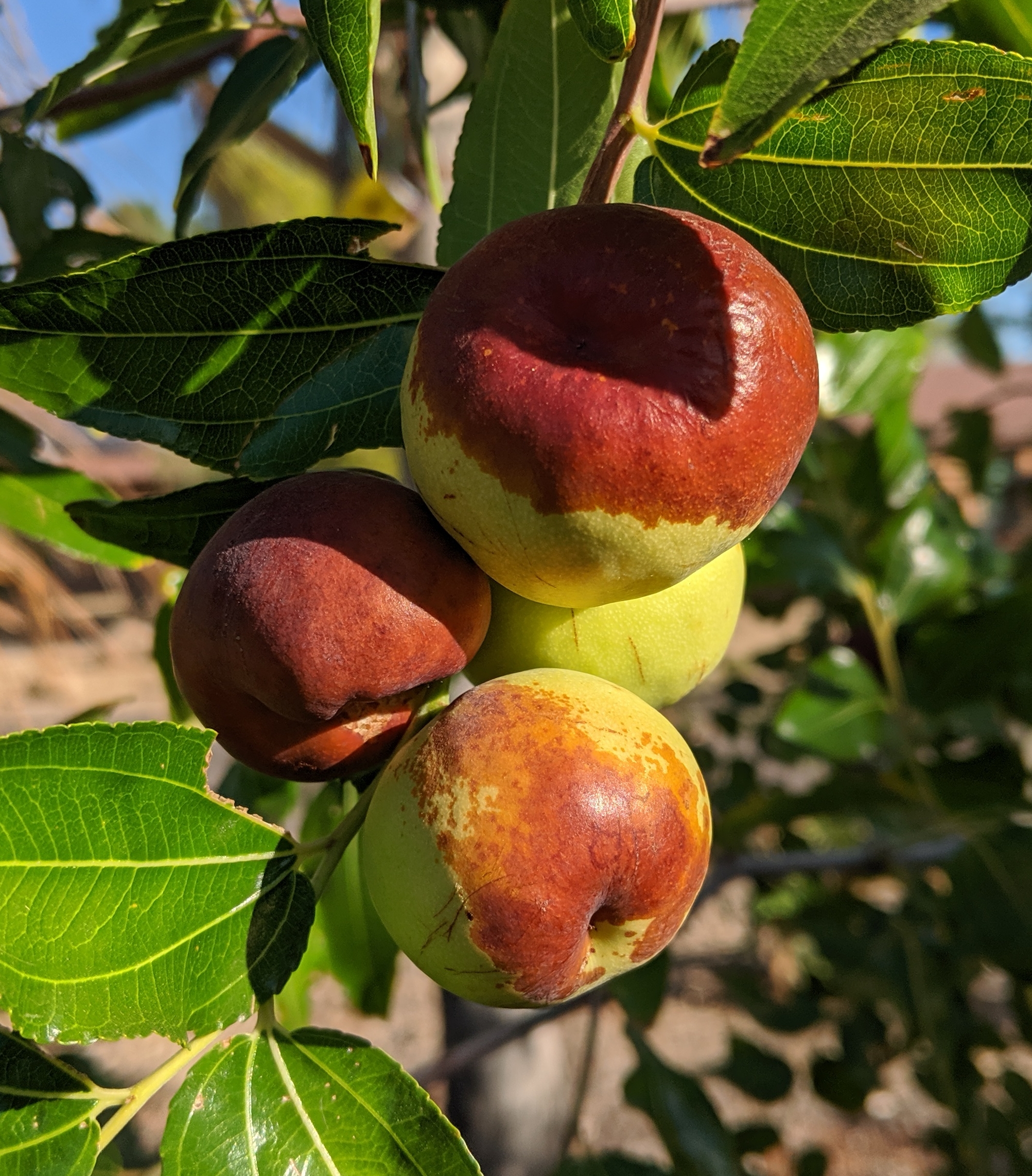 A plant, tree, bush, shrub or vine