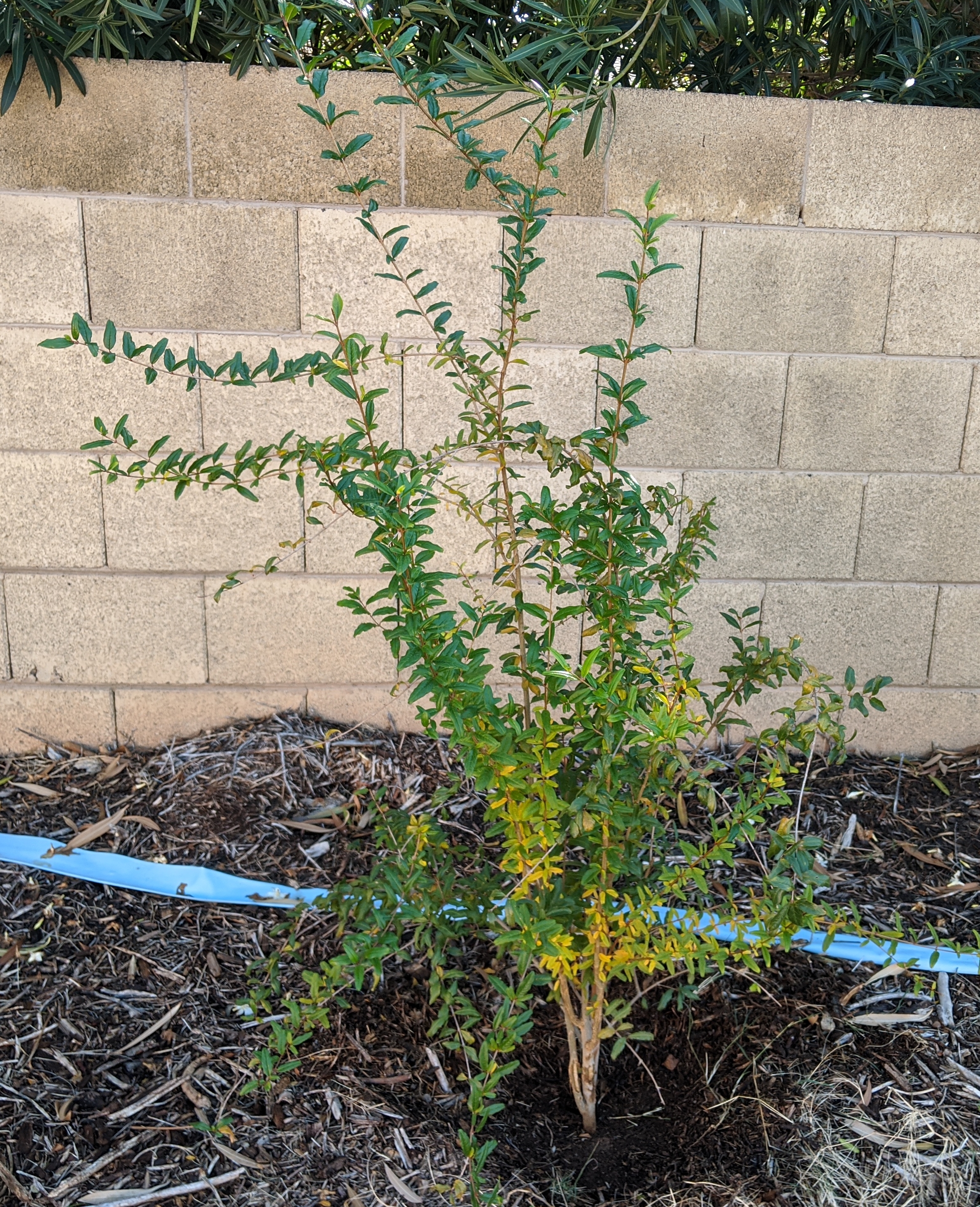 A plant, tree, bush, shrub or vine