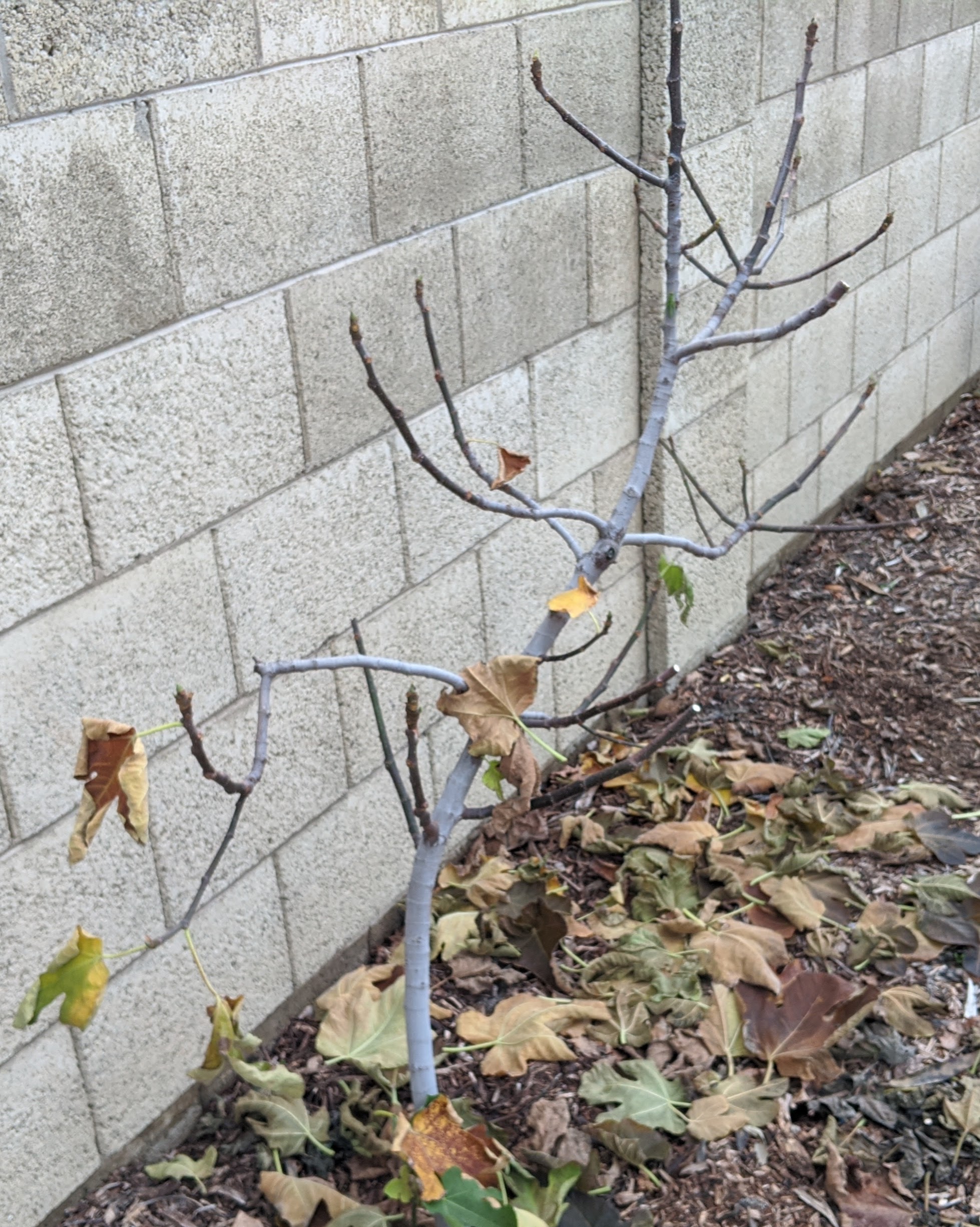 A plant, tree, bush, shrub or vine