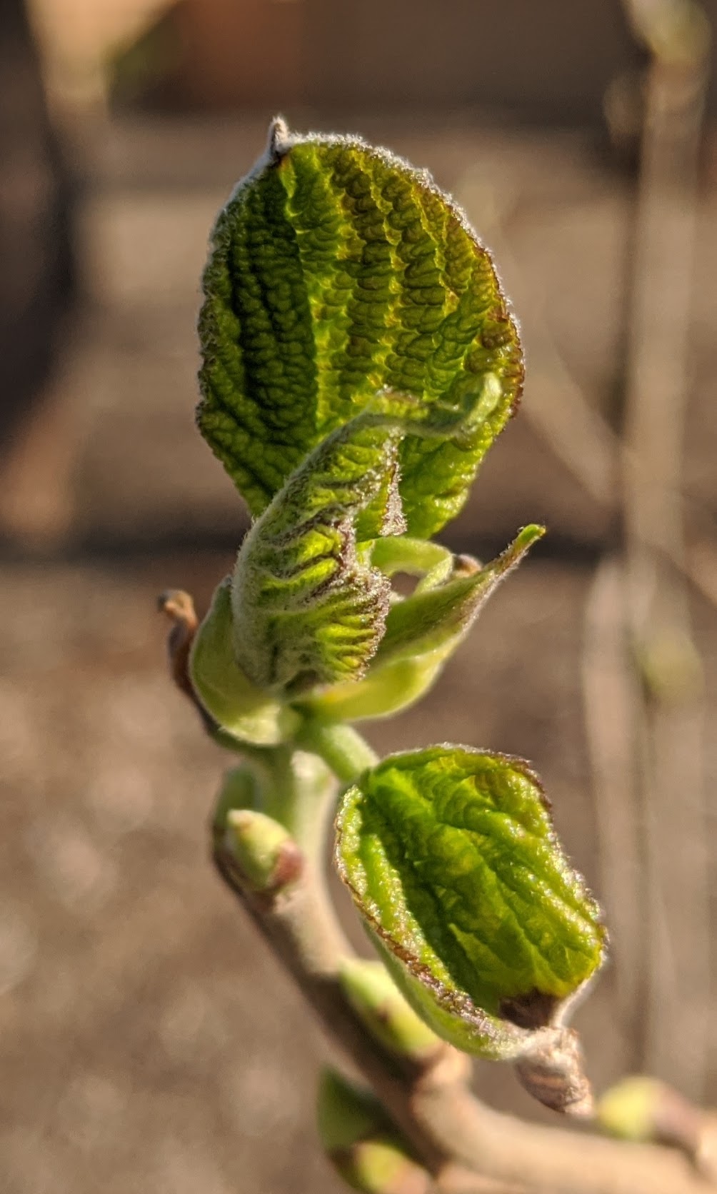 A plant, tree, bush, shrub or vine