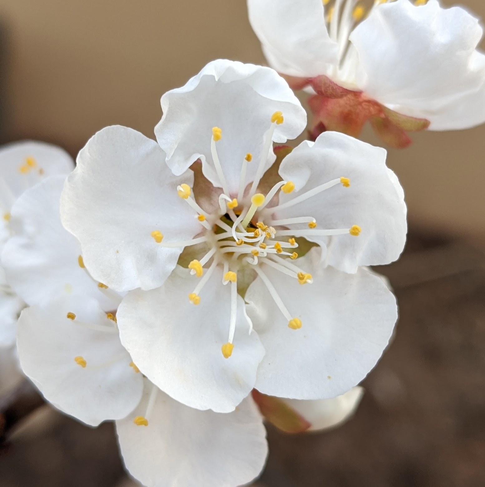 A plant, tree, bush, shrub or vine