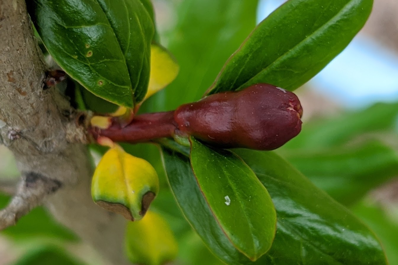 A plant, tree, bush, shrub or vine