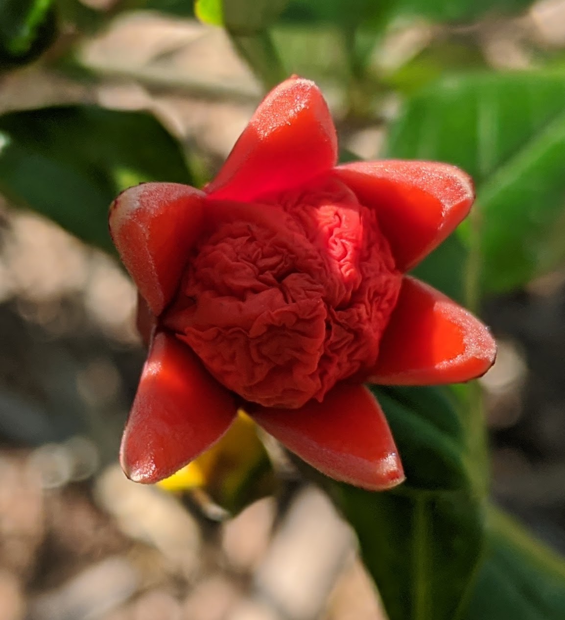 A plant, tree, bush, shrub or vine