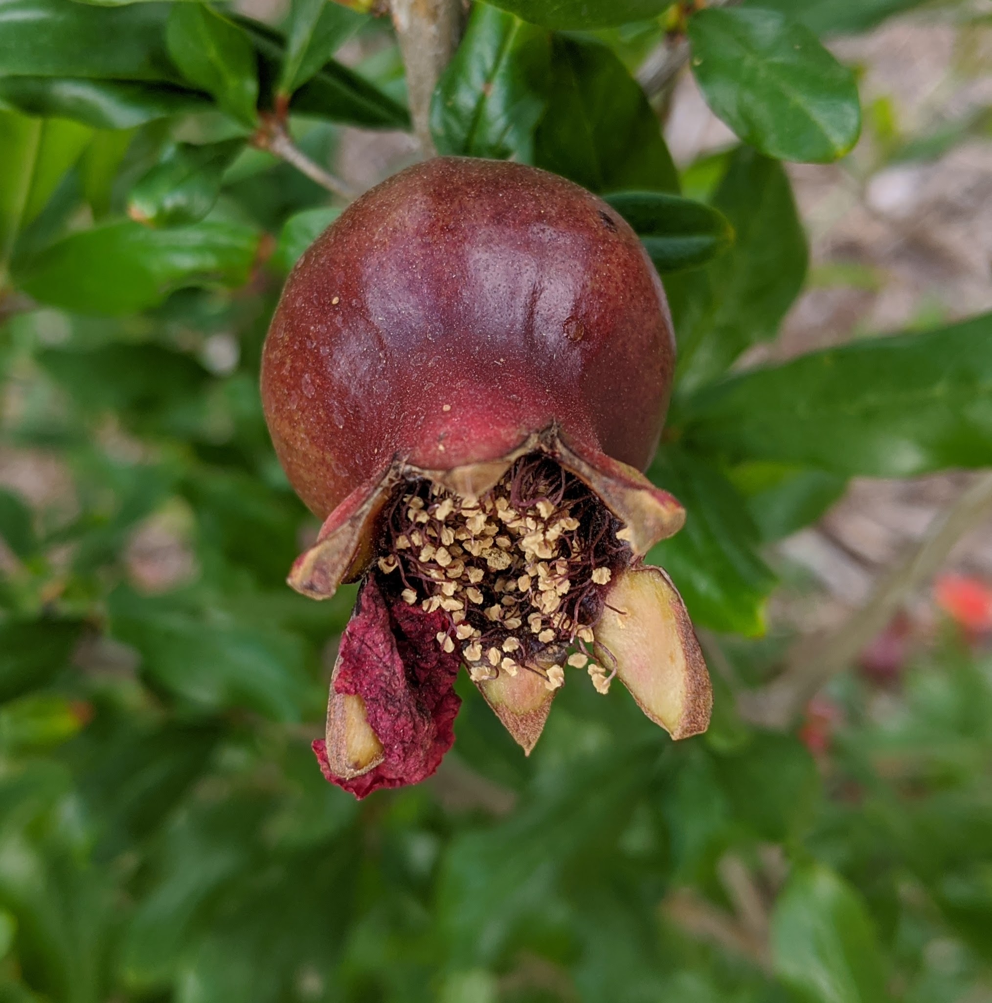 A plant, tree, bush, shrub or vine