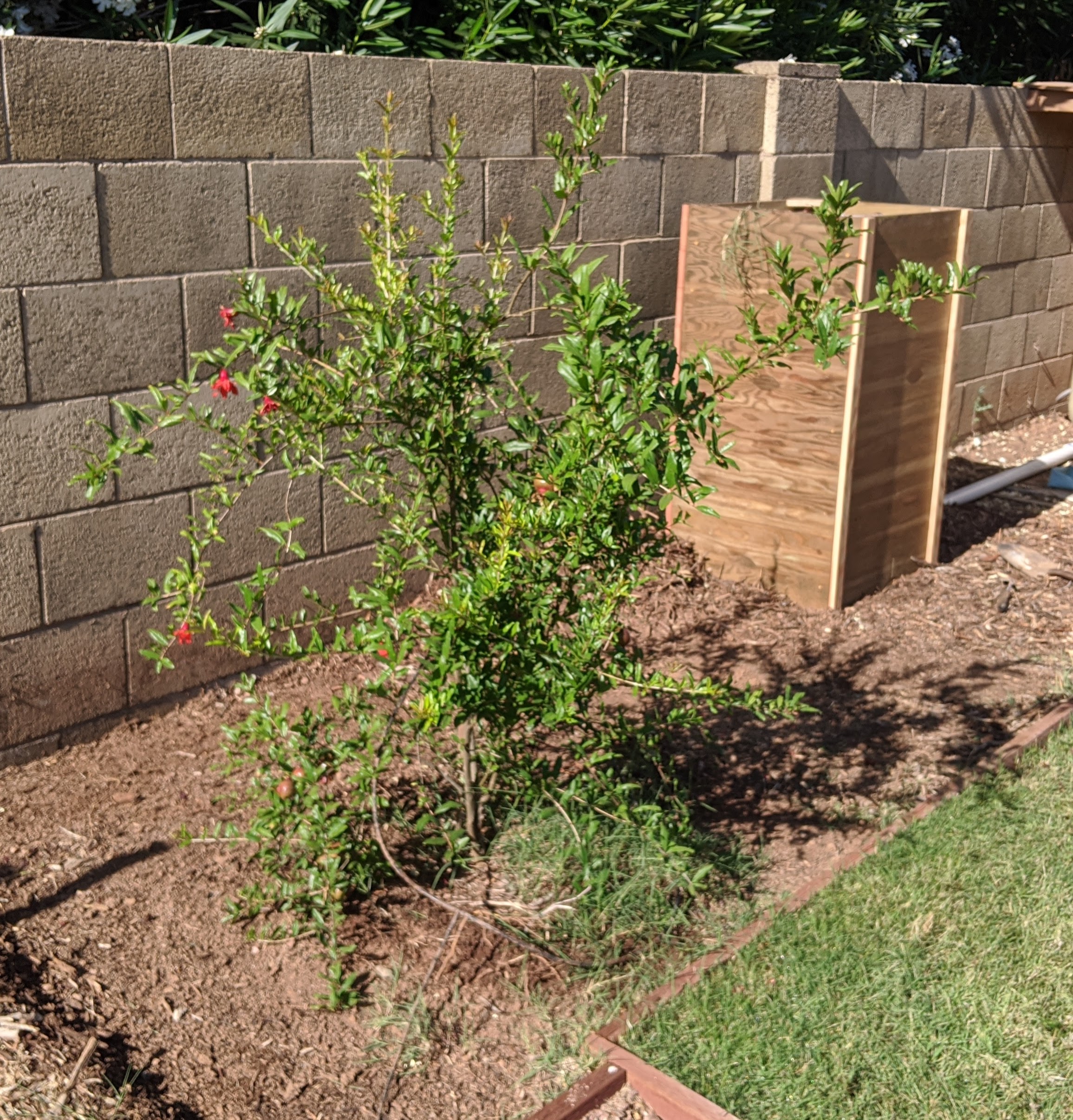 A plant, tree, bush, shrub or vine