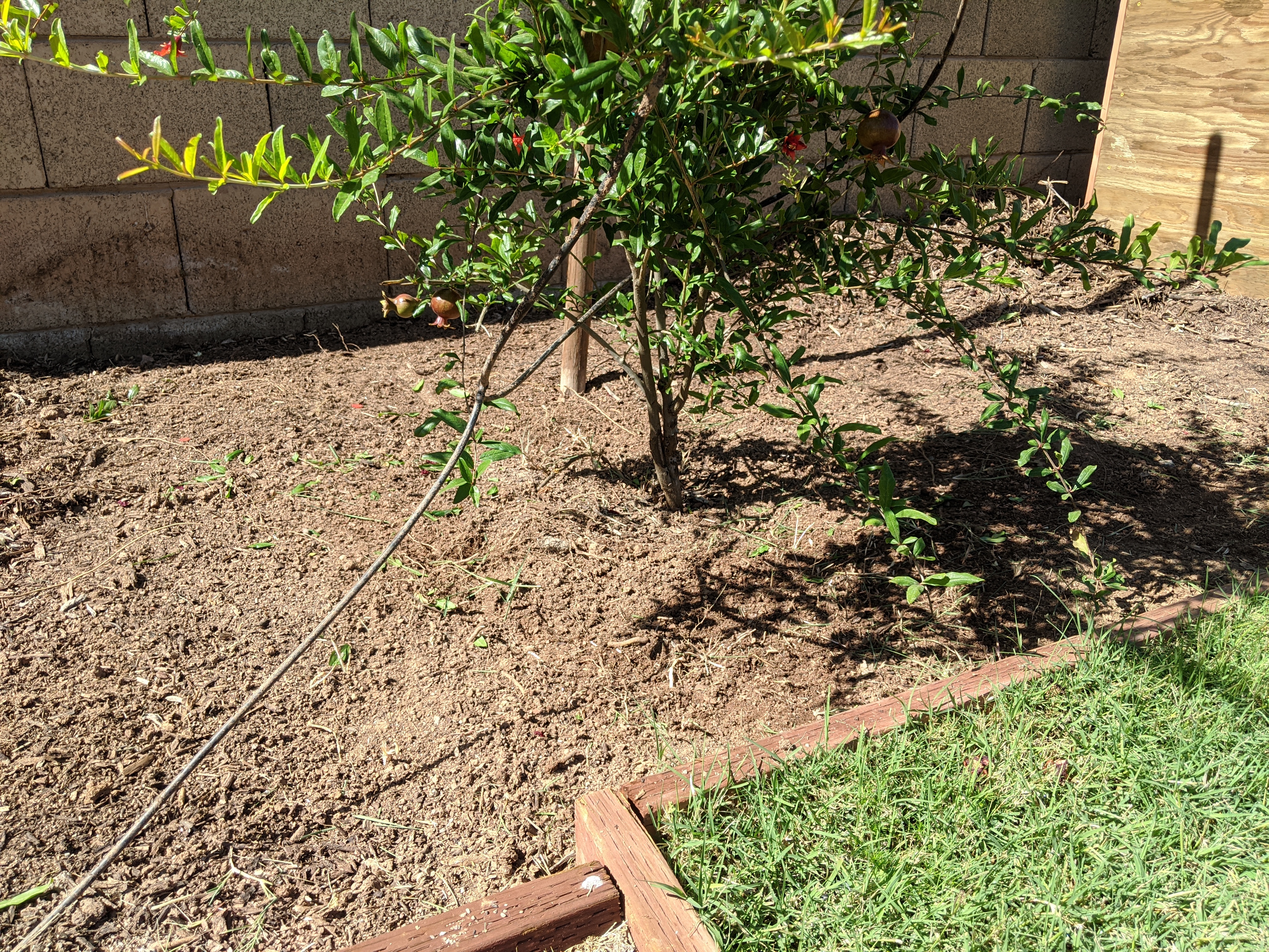 A plant, tree, bush, shrub or vine