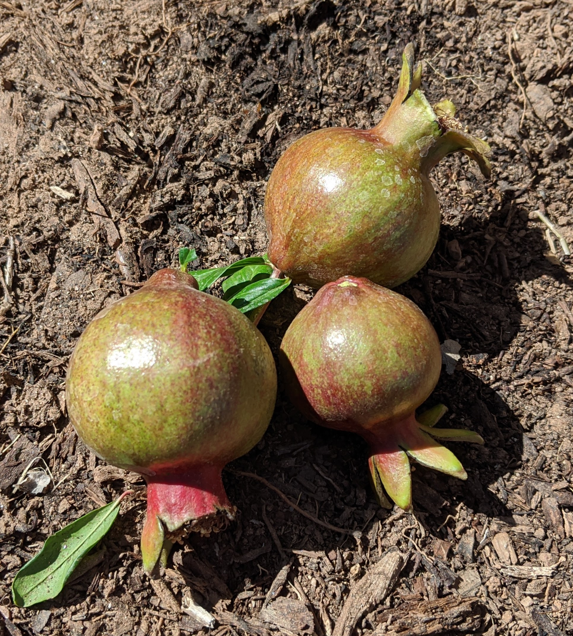 A plant, tree, bush, shrub or vine