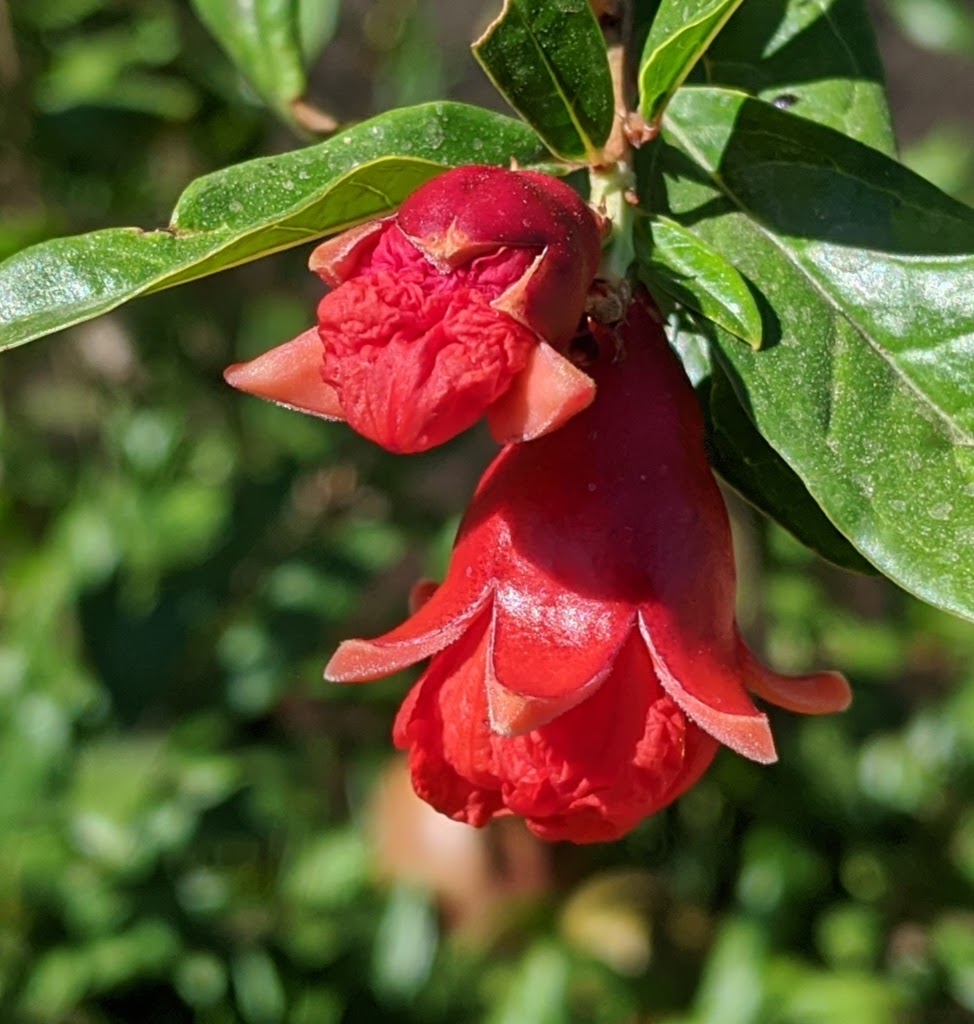 A plant, tree, bush, shrub or vine