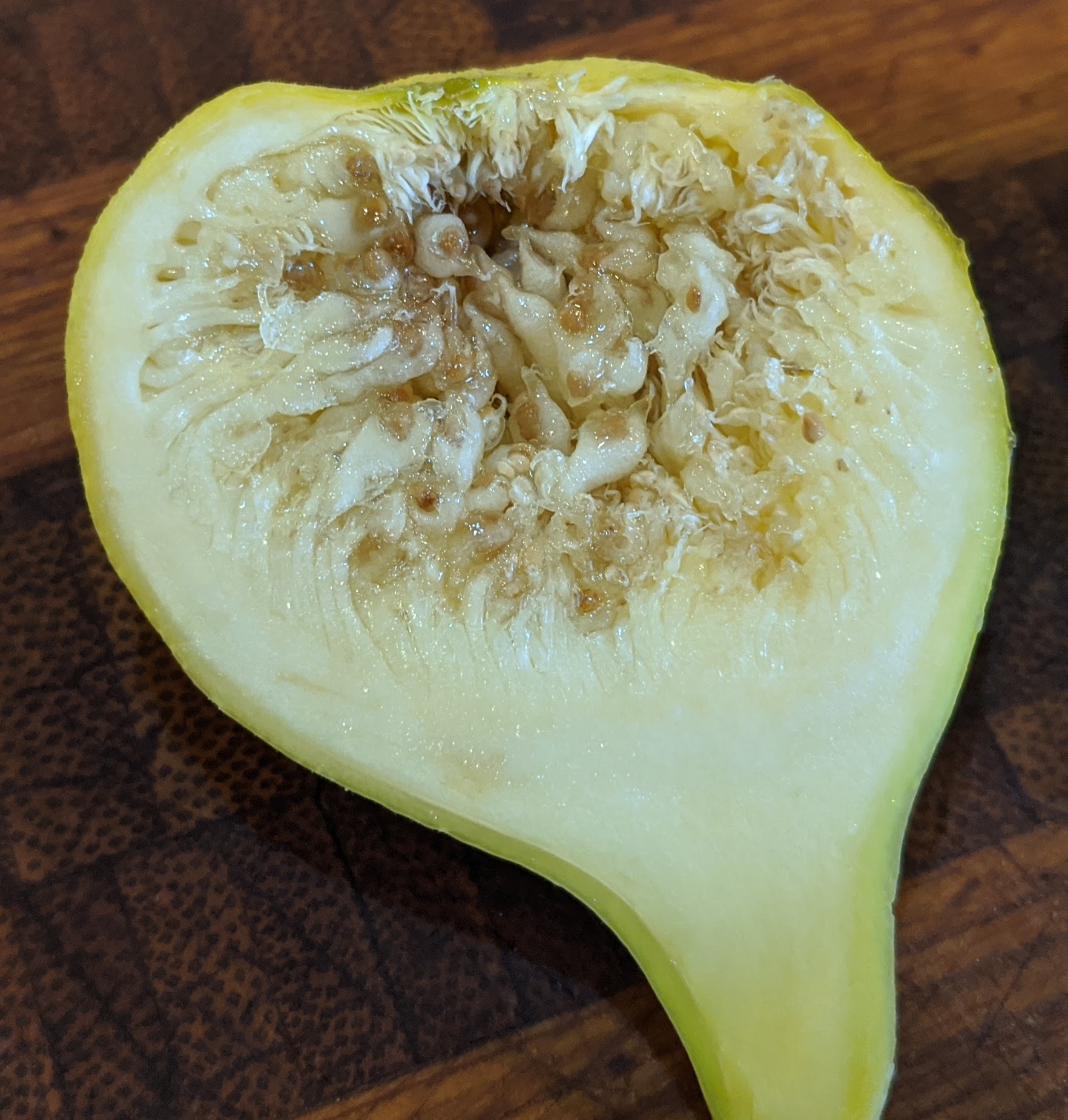 A plant, tree, bush, shrub or vine