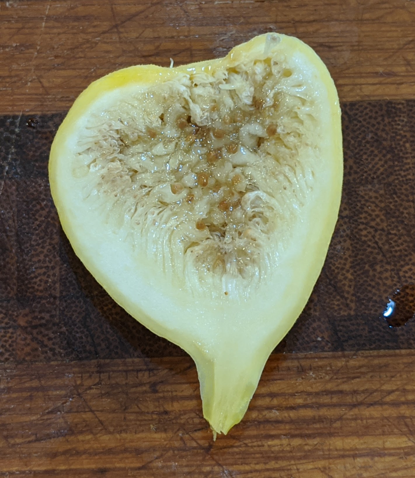 A plant, tree, bush, shrub or vine