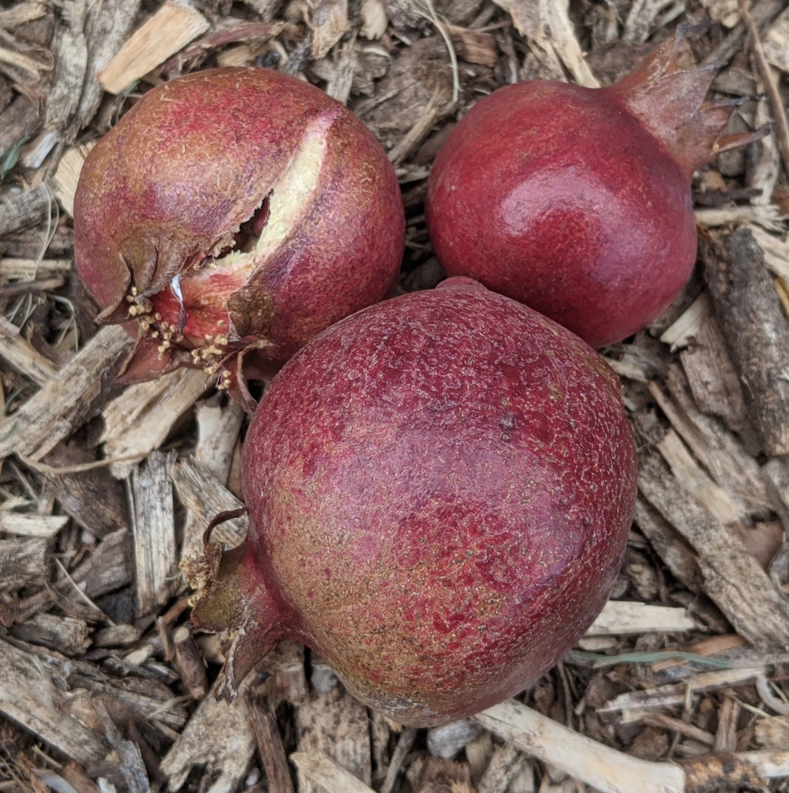 A plant, tree, bush, shrub or vine