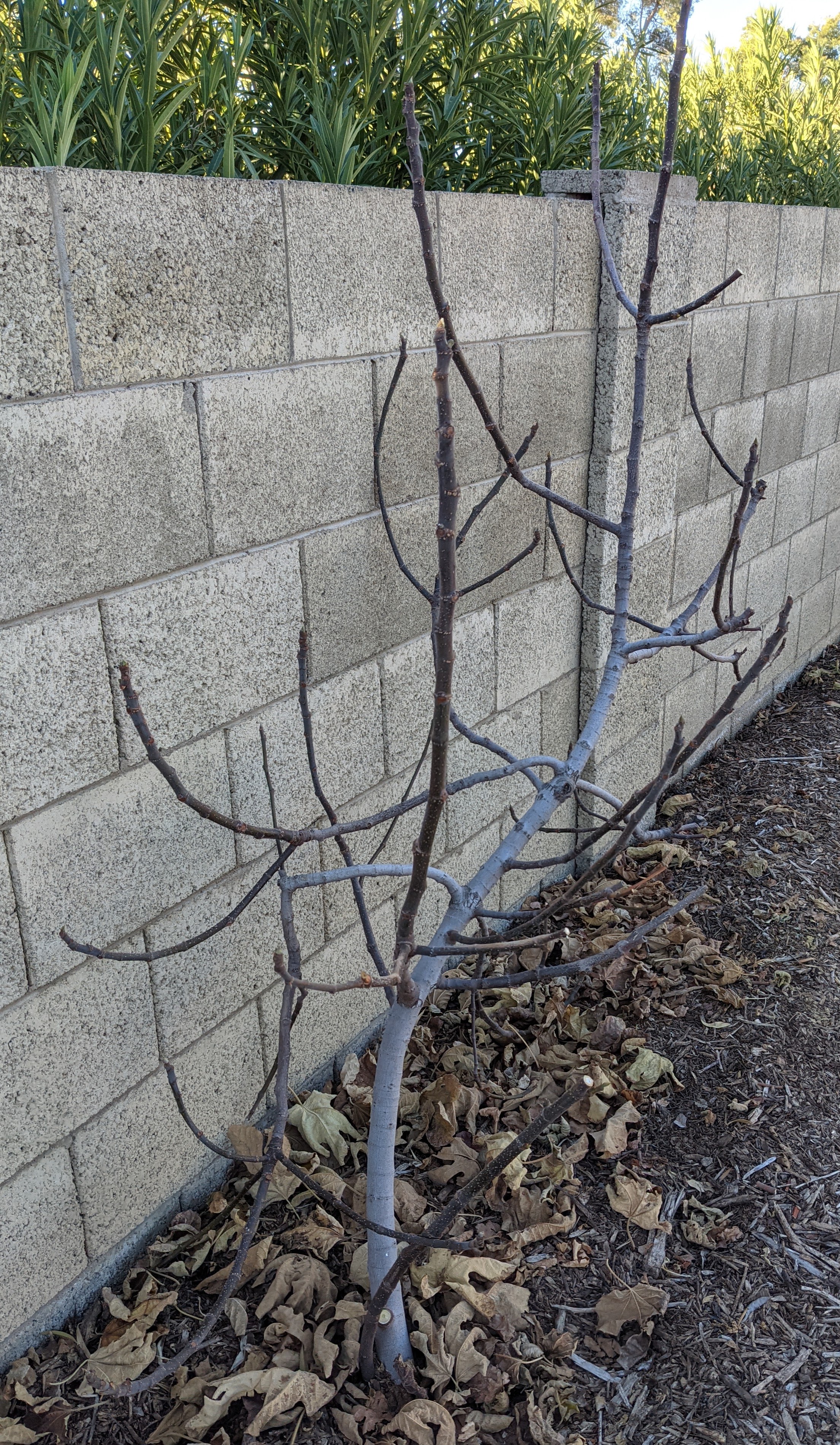 A plant, tree, bush, shrub or vine