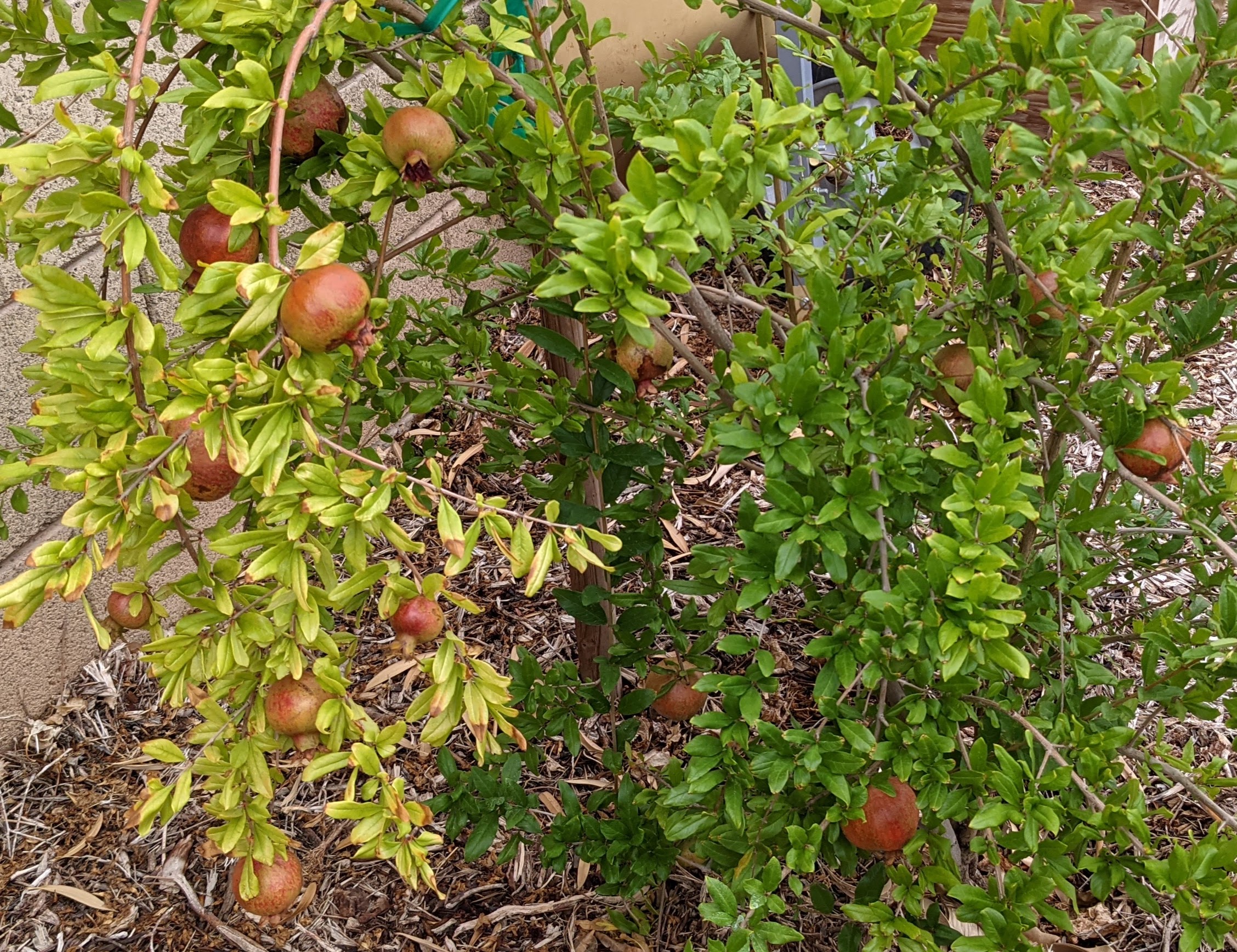 A plant, tree, bush, shrub or vine