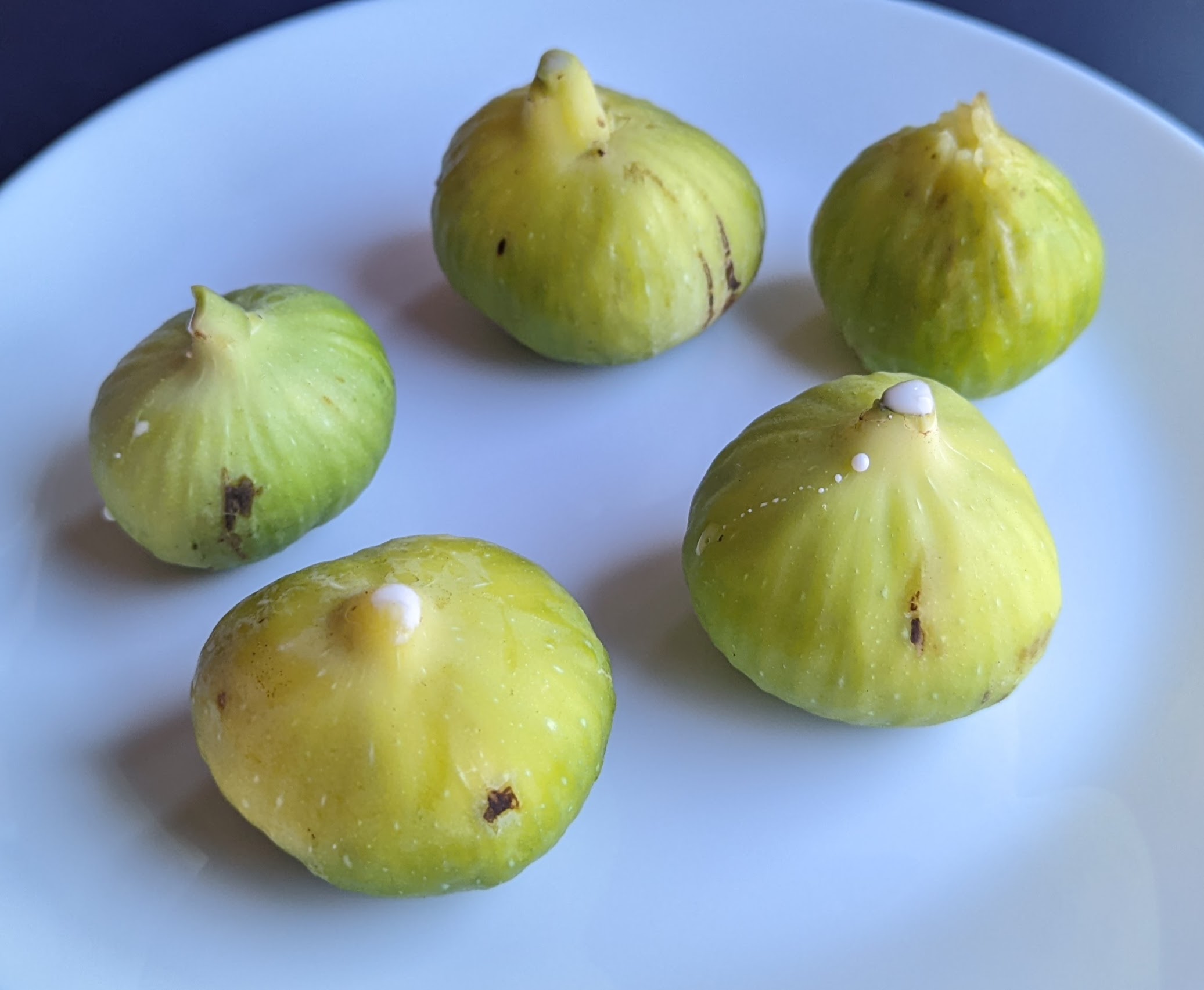 A plant, tree, bush, shrub or vine