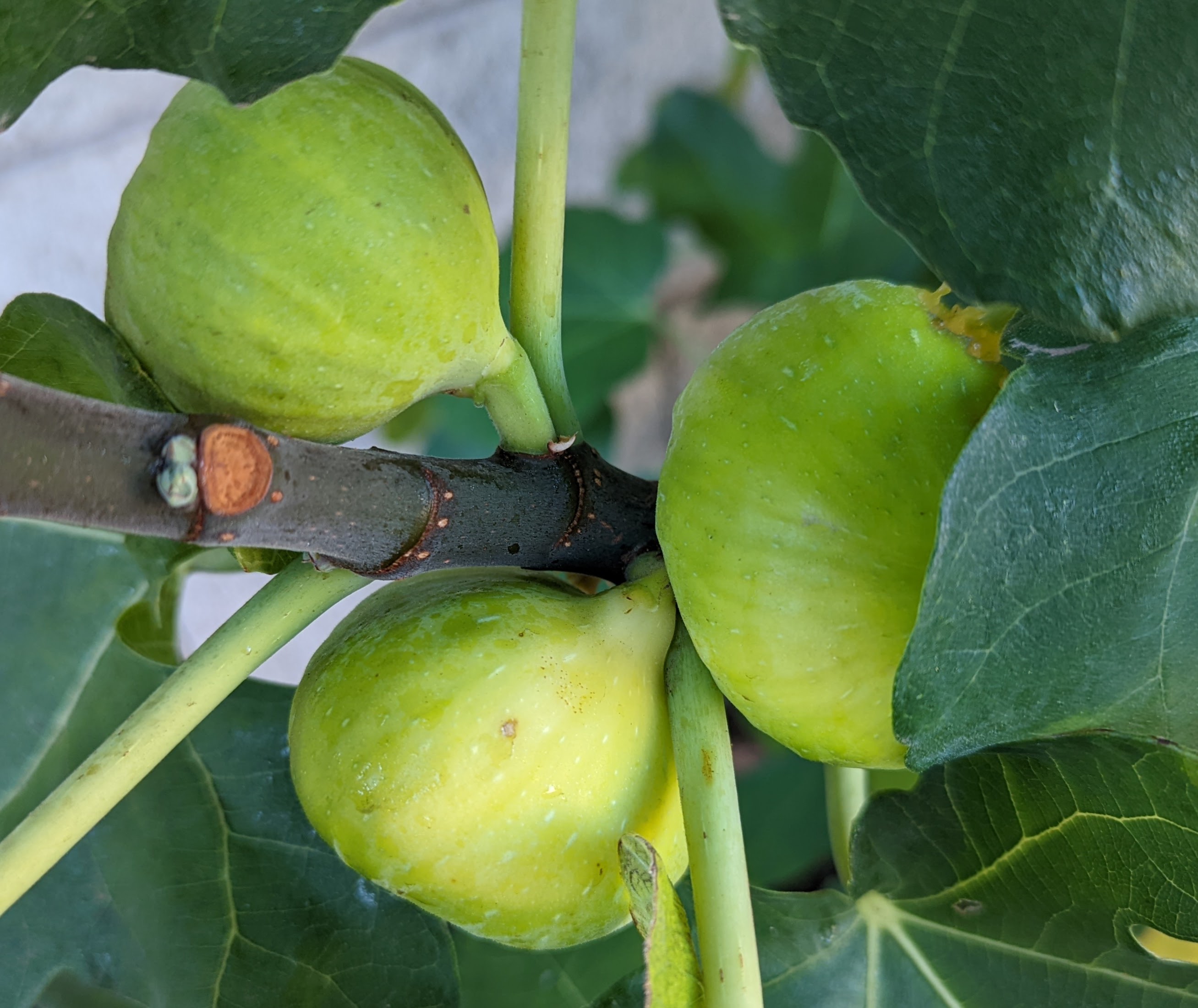 A plant, tree, bush, shrub or vine