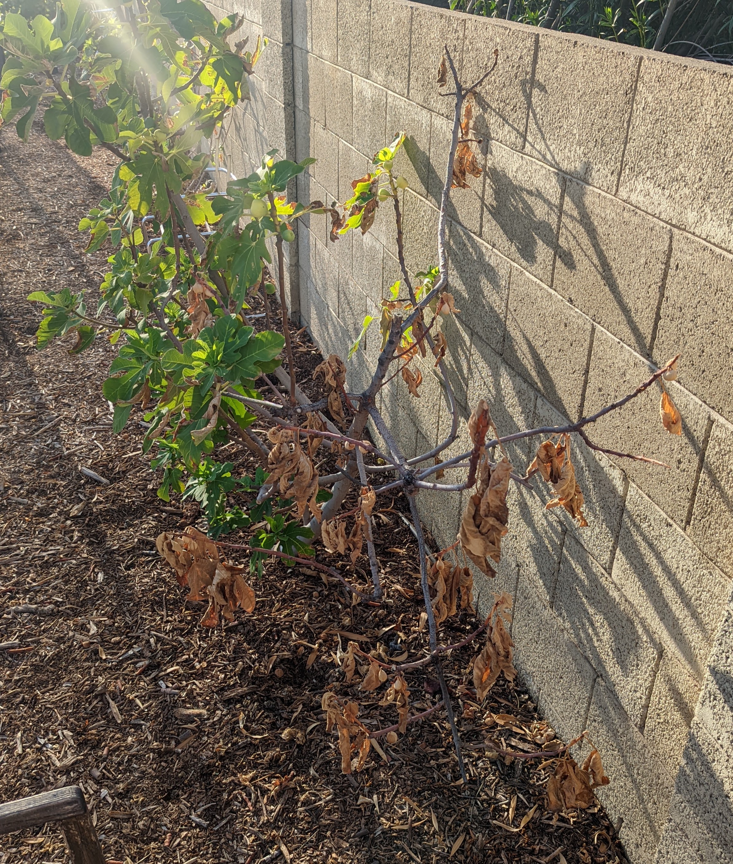 A plant, tree, bush, shrub or vine